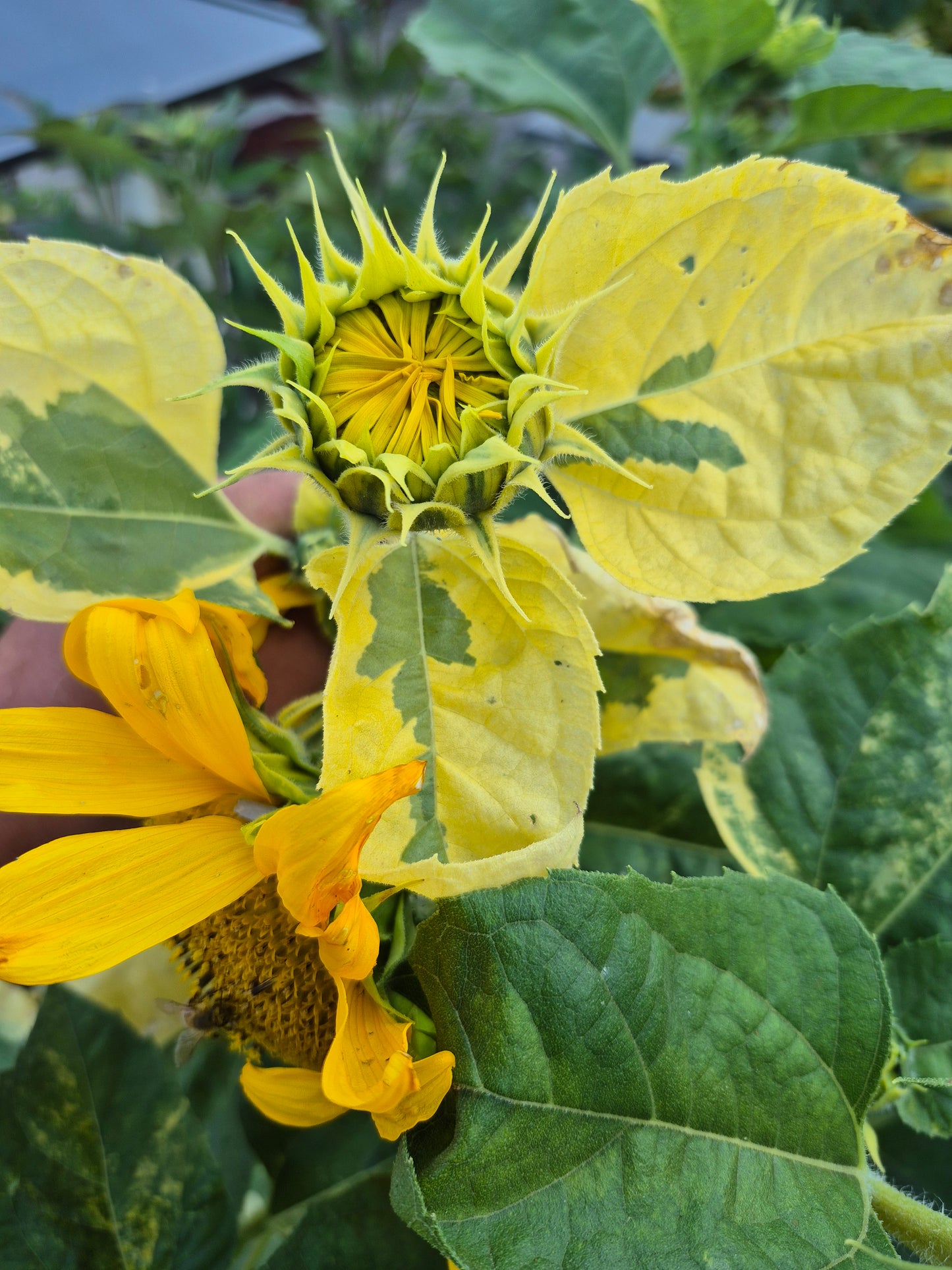 Sonnenblume variegata 12 Samen