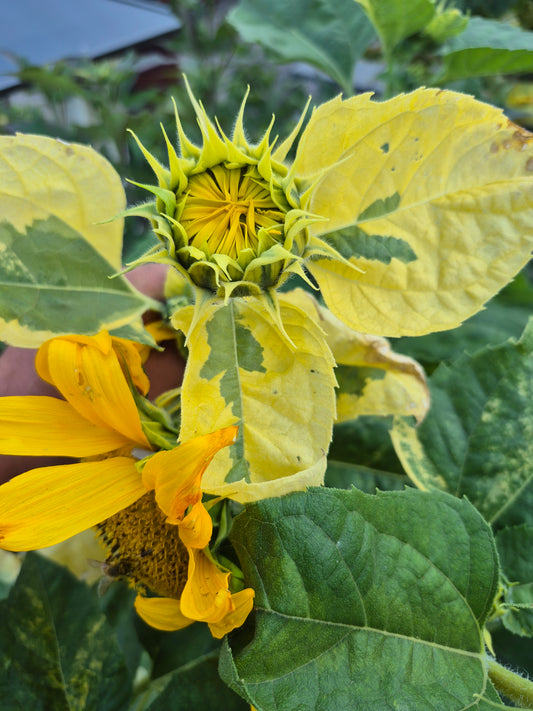Sonnenblume variegata 12 Samen