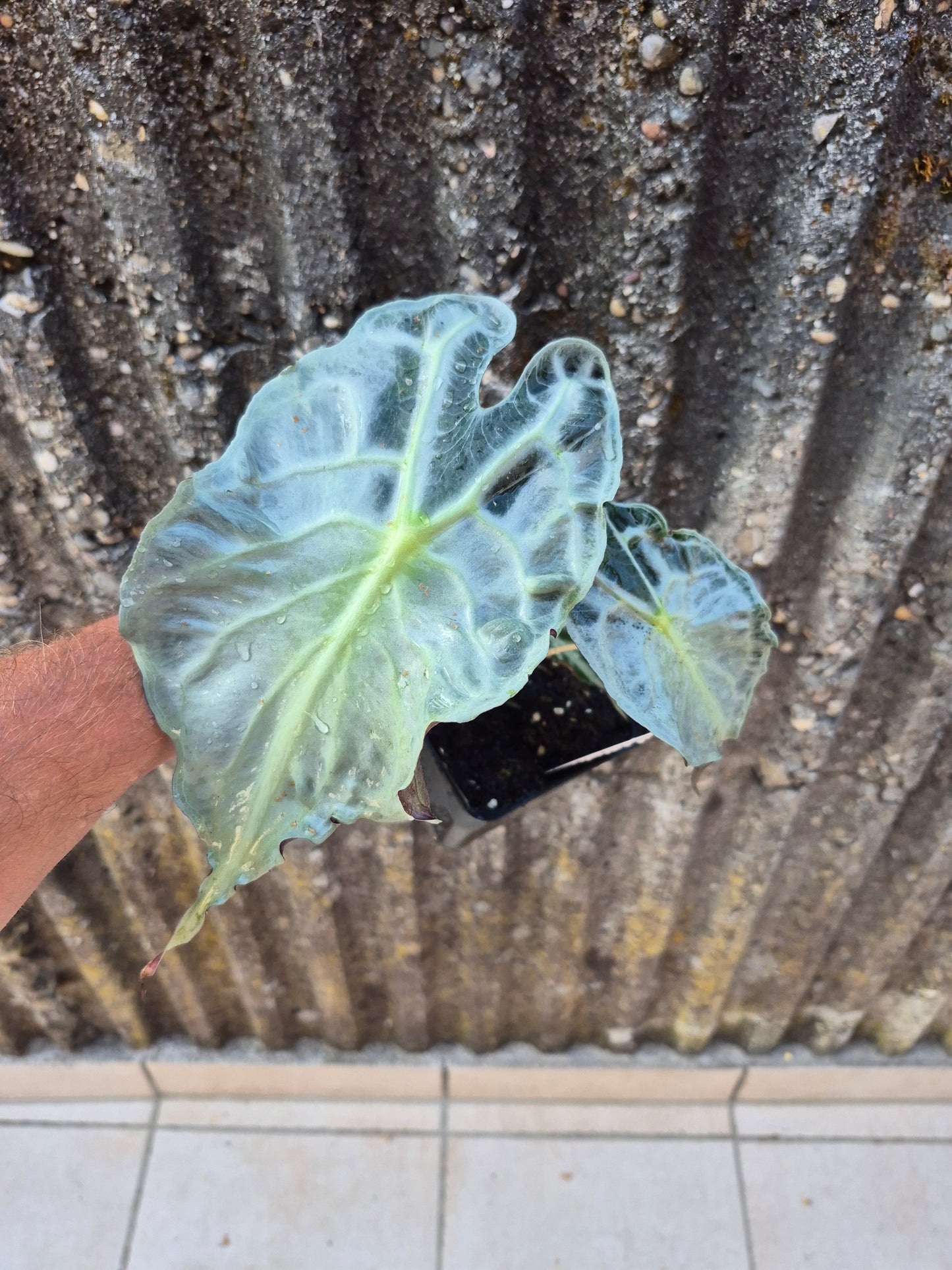 Alocasia Venom XL Pflanze 2