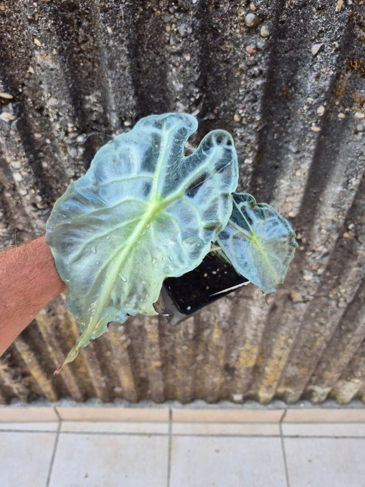 Alocasia Venom XL Pflanze 2