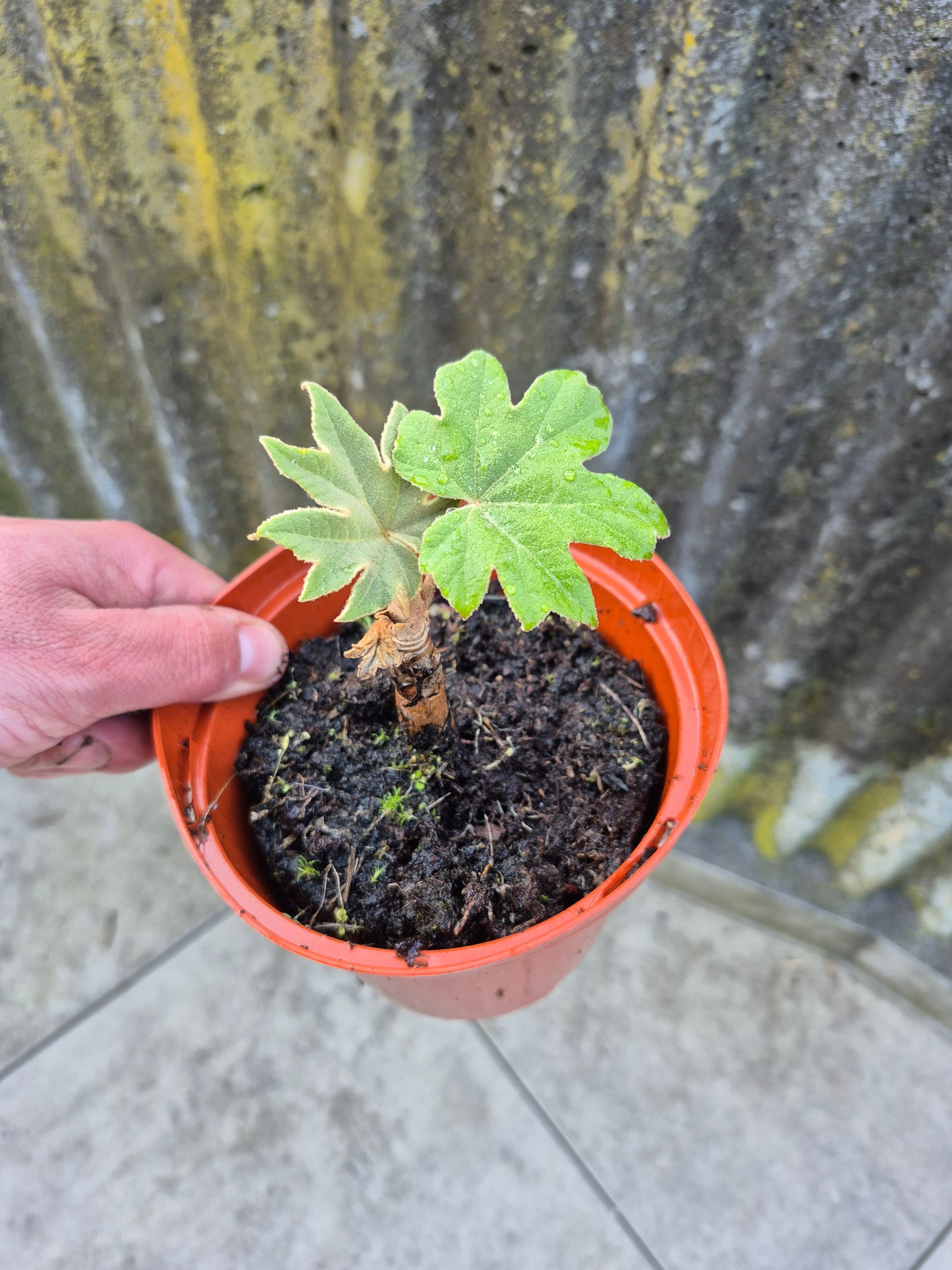 Tetrapanax papyrifer