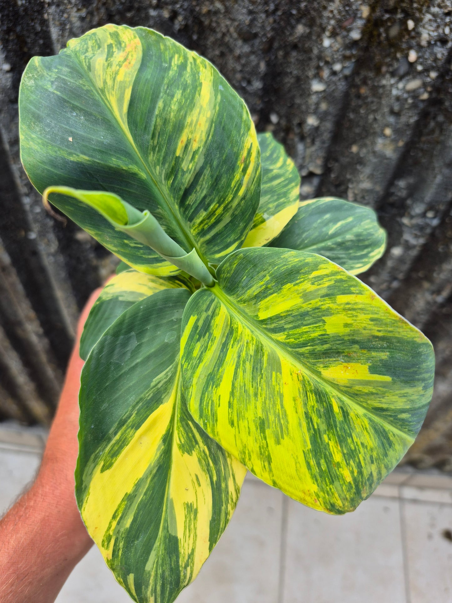 Musa dwarf cavedish variegata 1