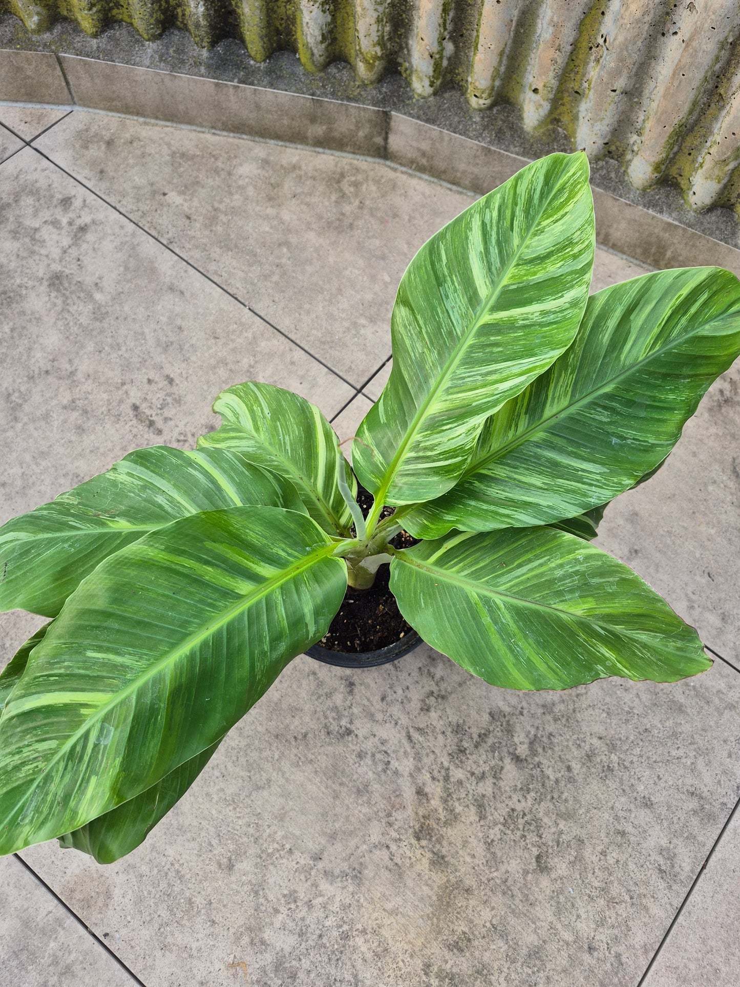 Musa namwah variegata