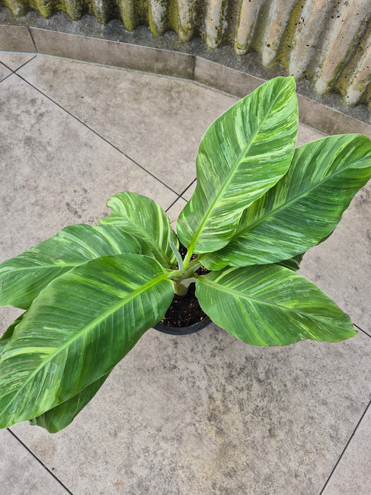 Musa namwah variegata