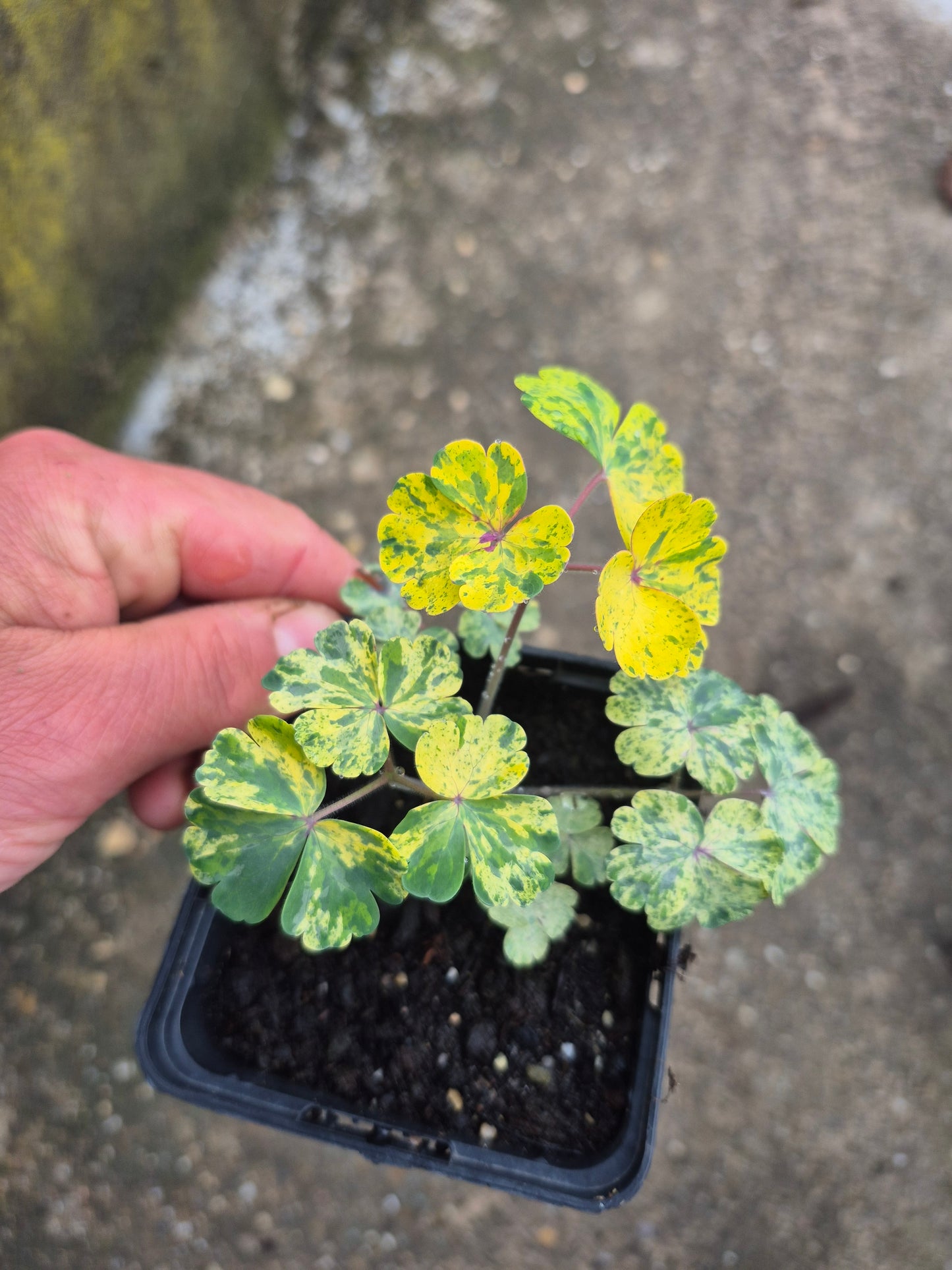 Akeleii Variegata