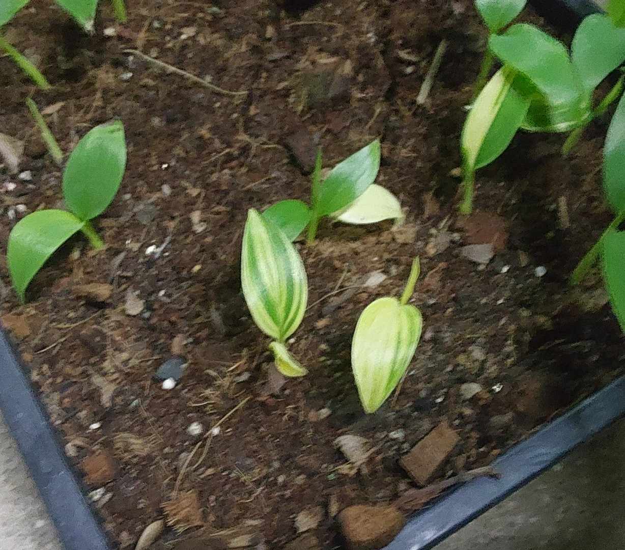 Musa variegata Samen Set