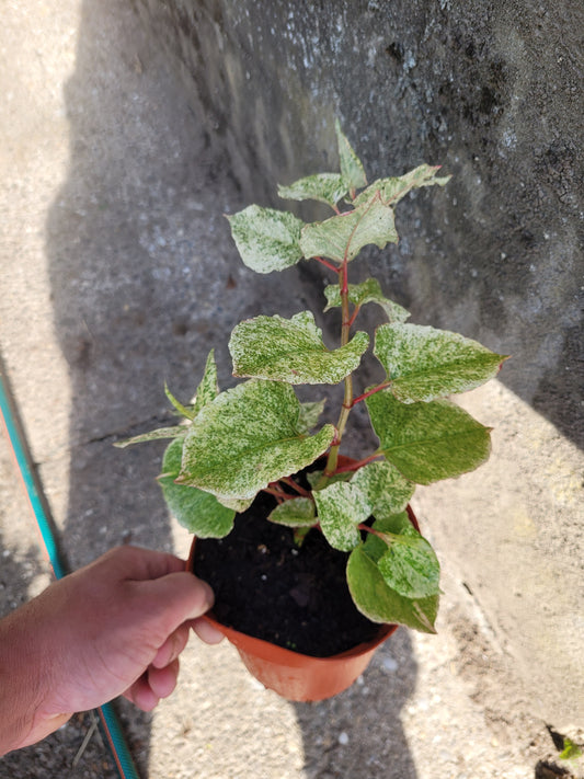 Knöterrich Variegata
