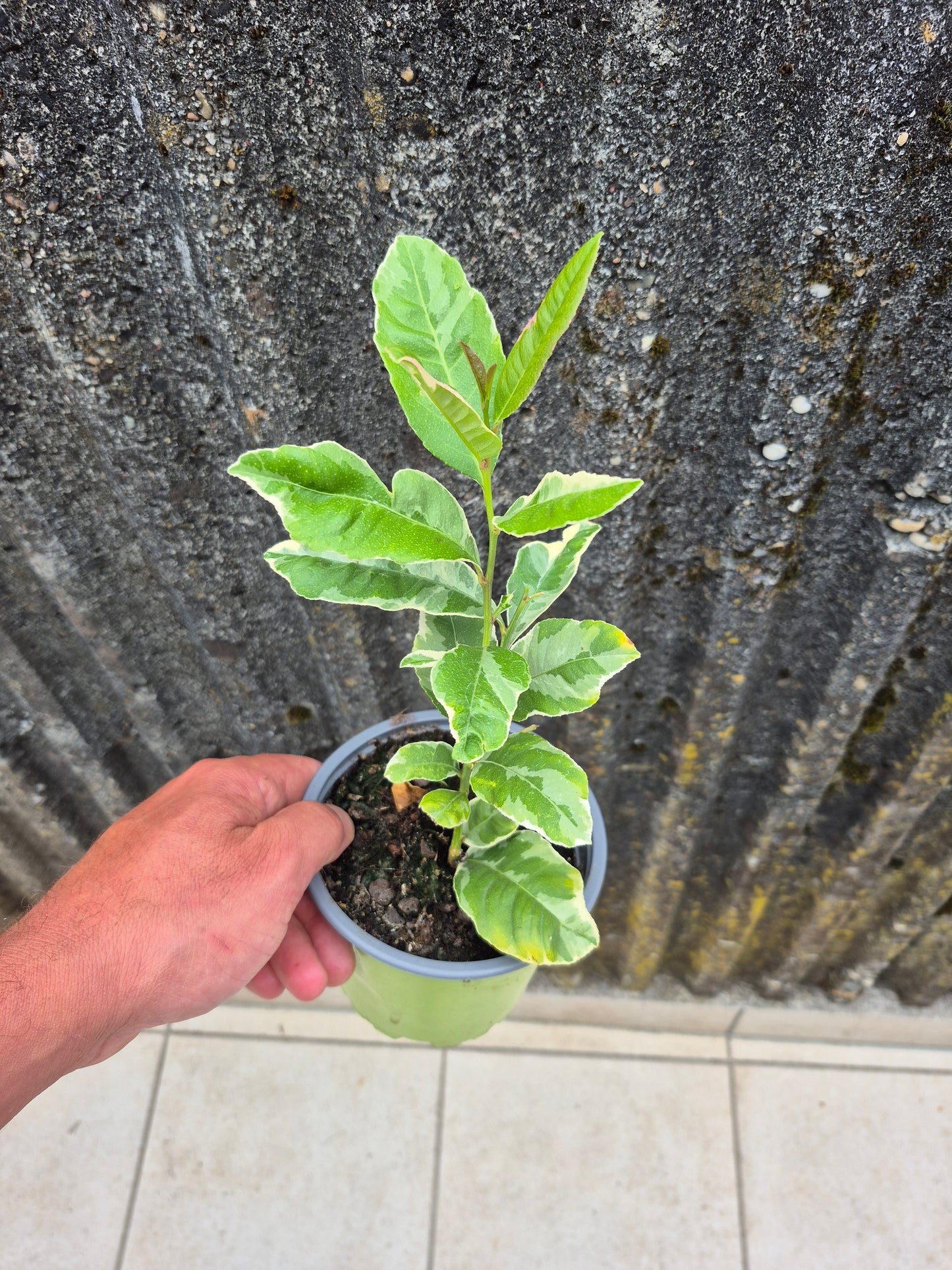 Citrus latifolia variegata