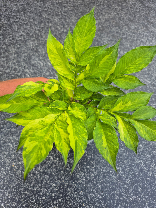Amorphophallus konjac Variegata