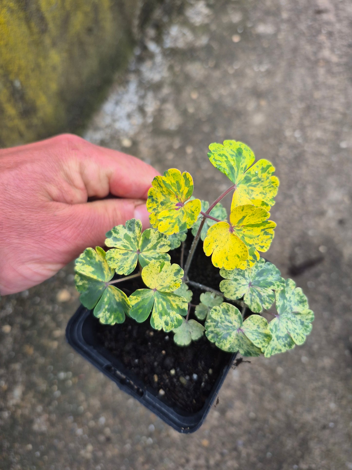 Akeleii Variegata