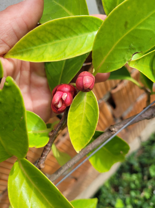 Kadsura coccinea