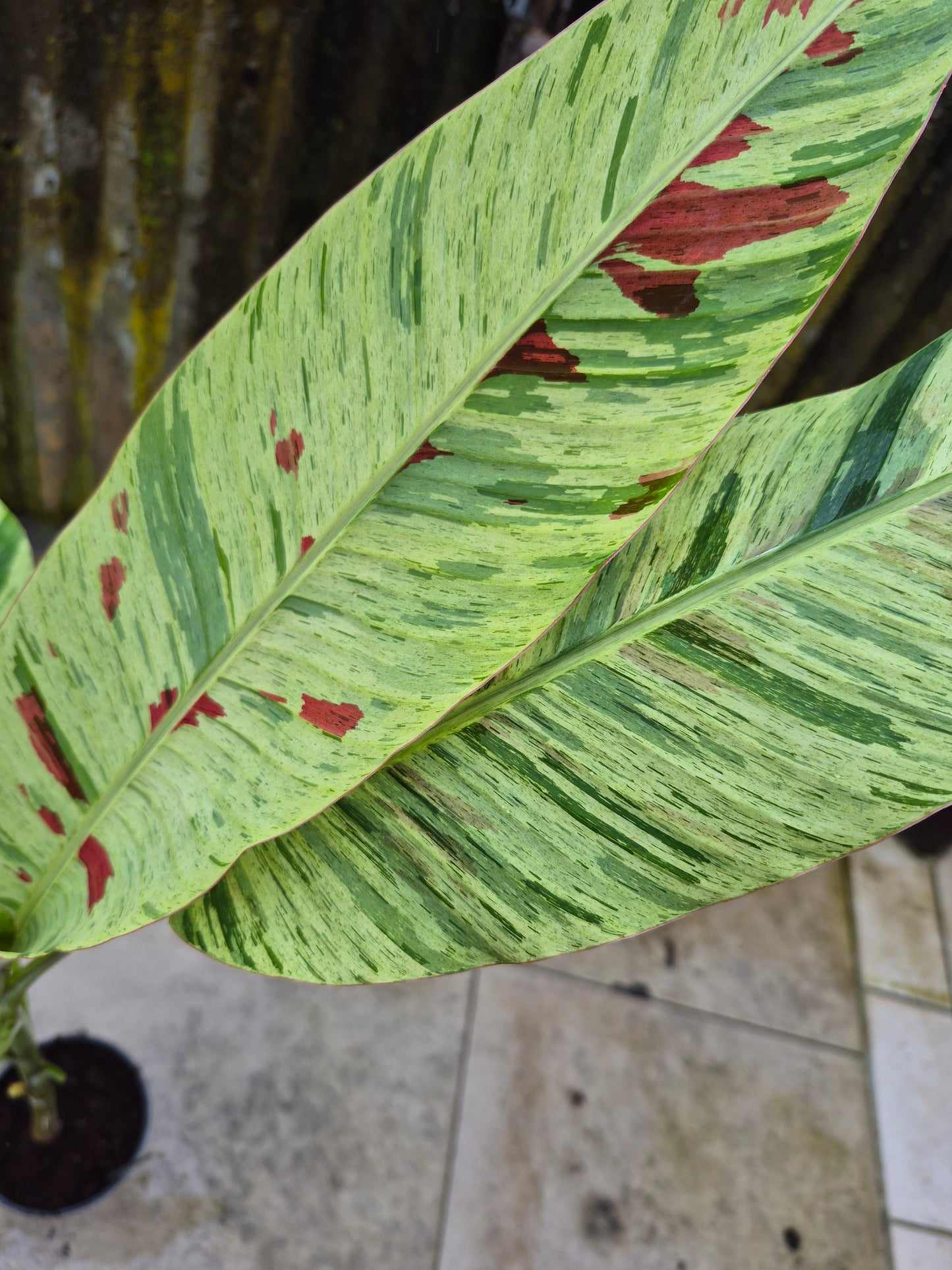 Musa acuminata  Mint variegata
