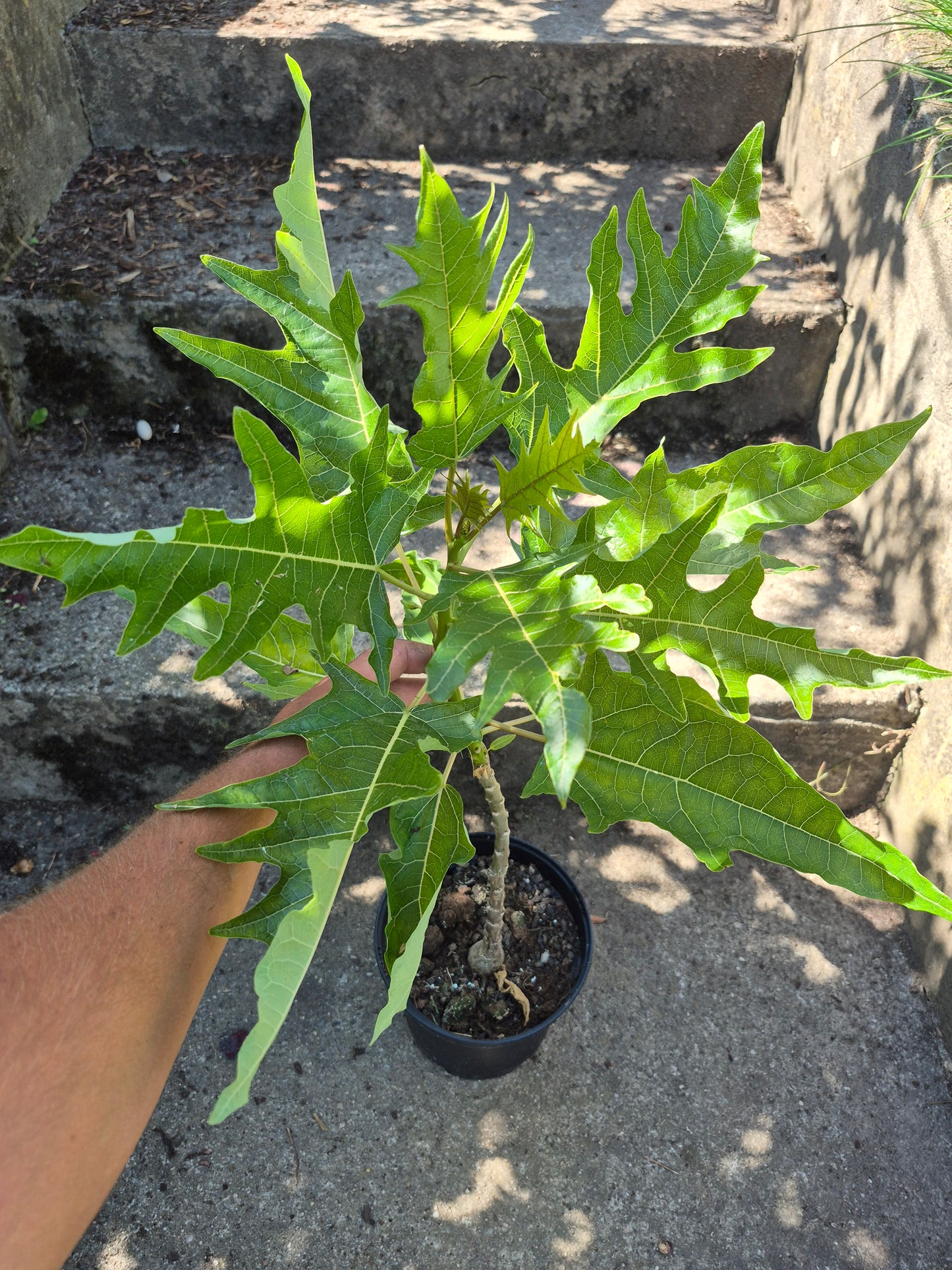 Eichblattpapaya Vasconeceallea quercifolia 1 Pflanze (weiblich)