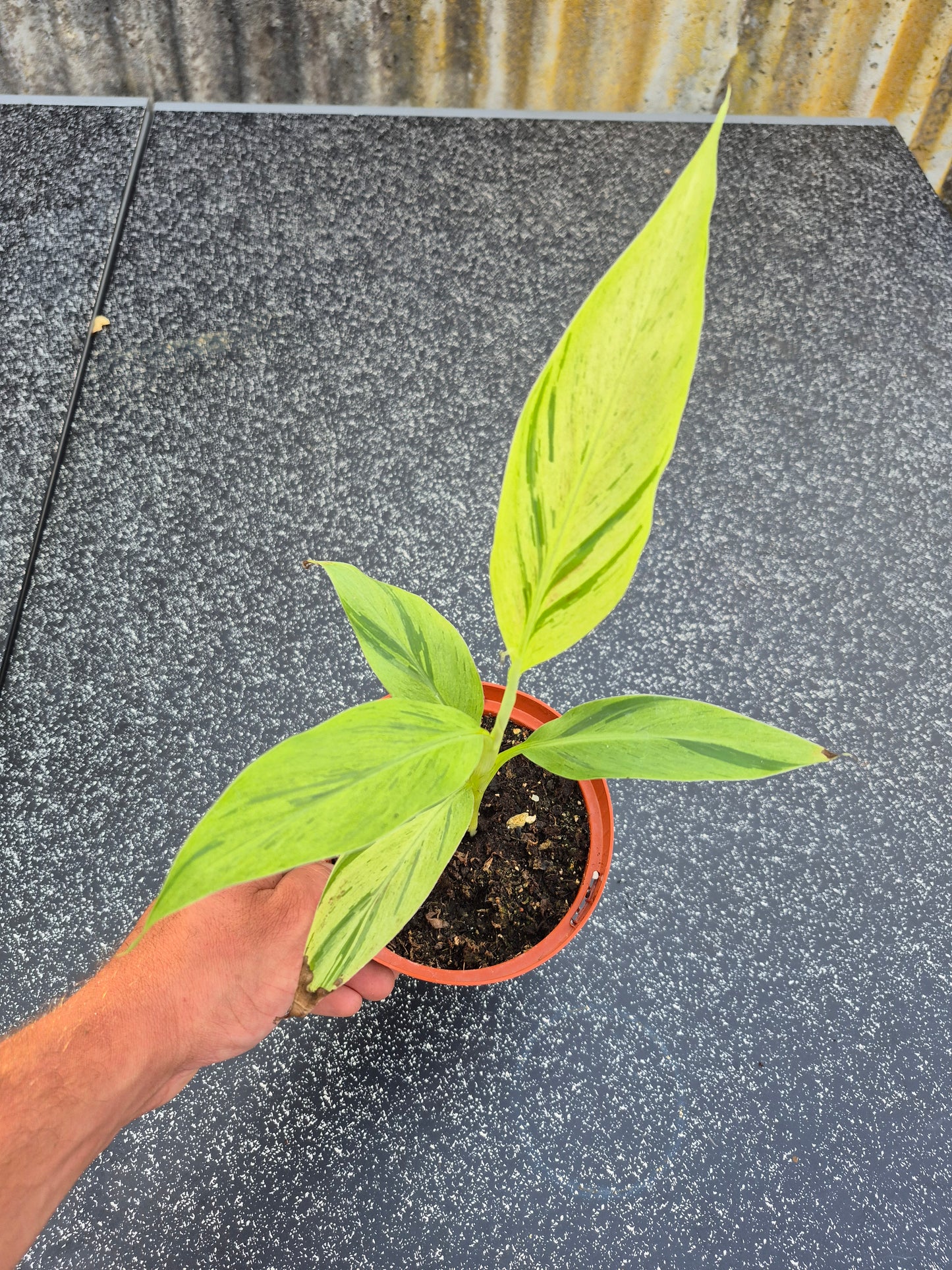 Musa acuminata  Mint variegata