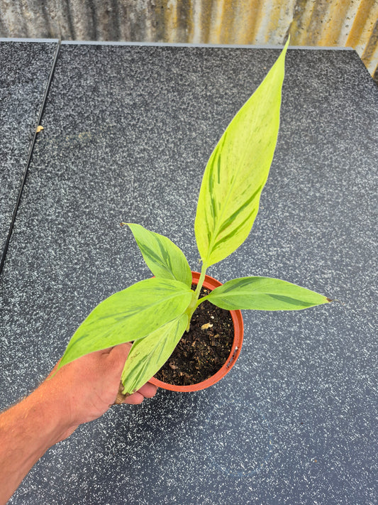 Musa acuminata  Mint variegata