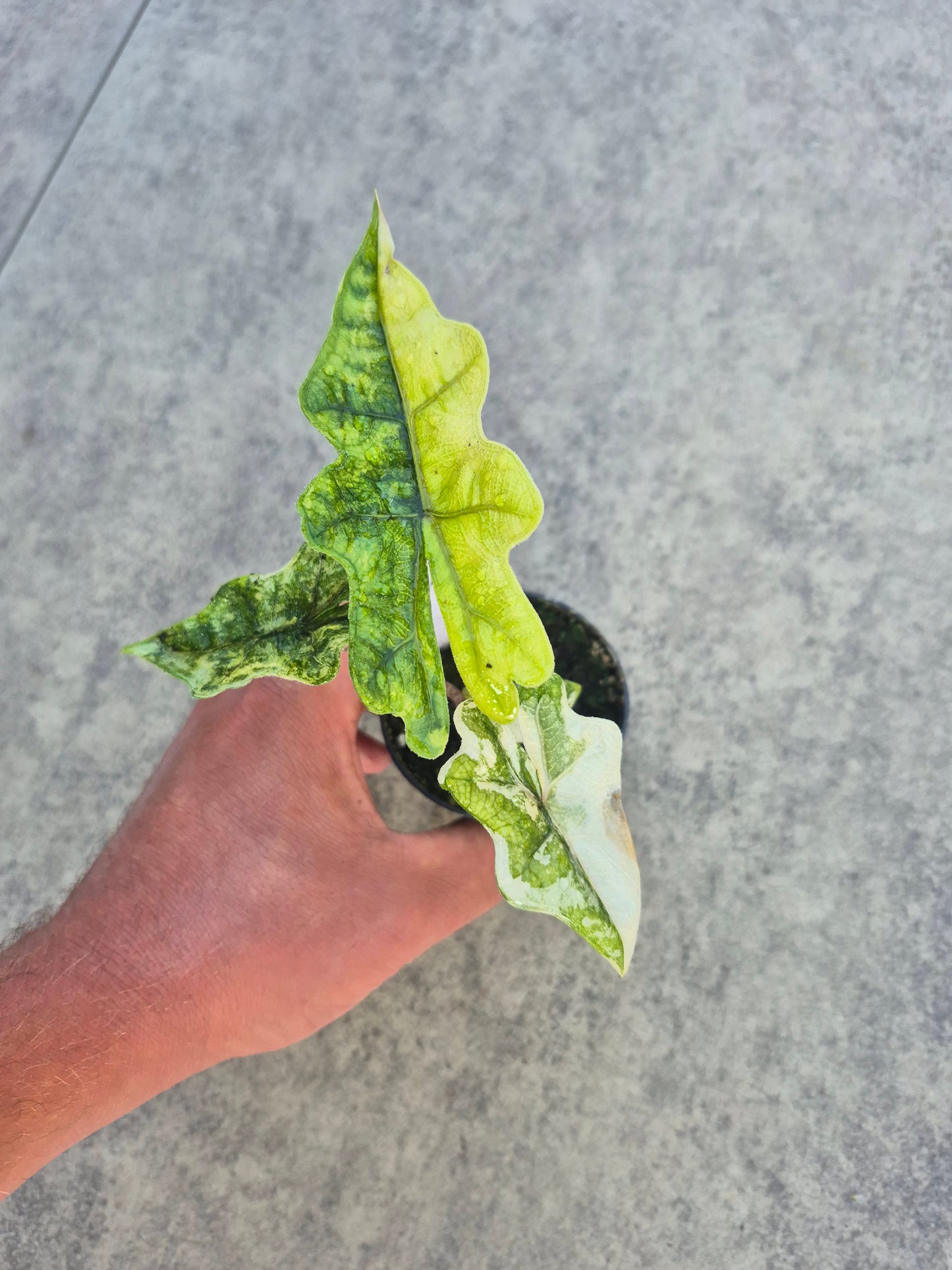 Alocasia Jacklyn Variegata 1