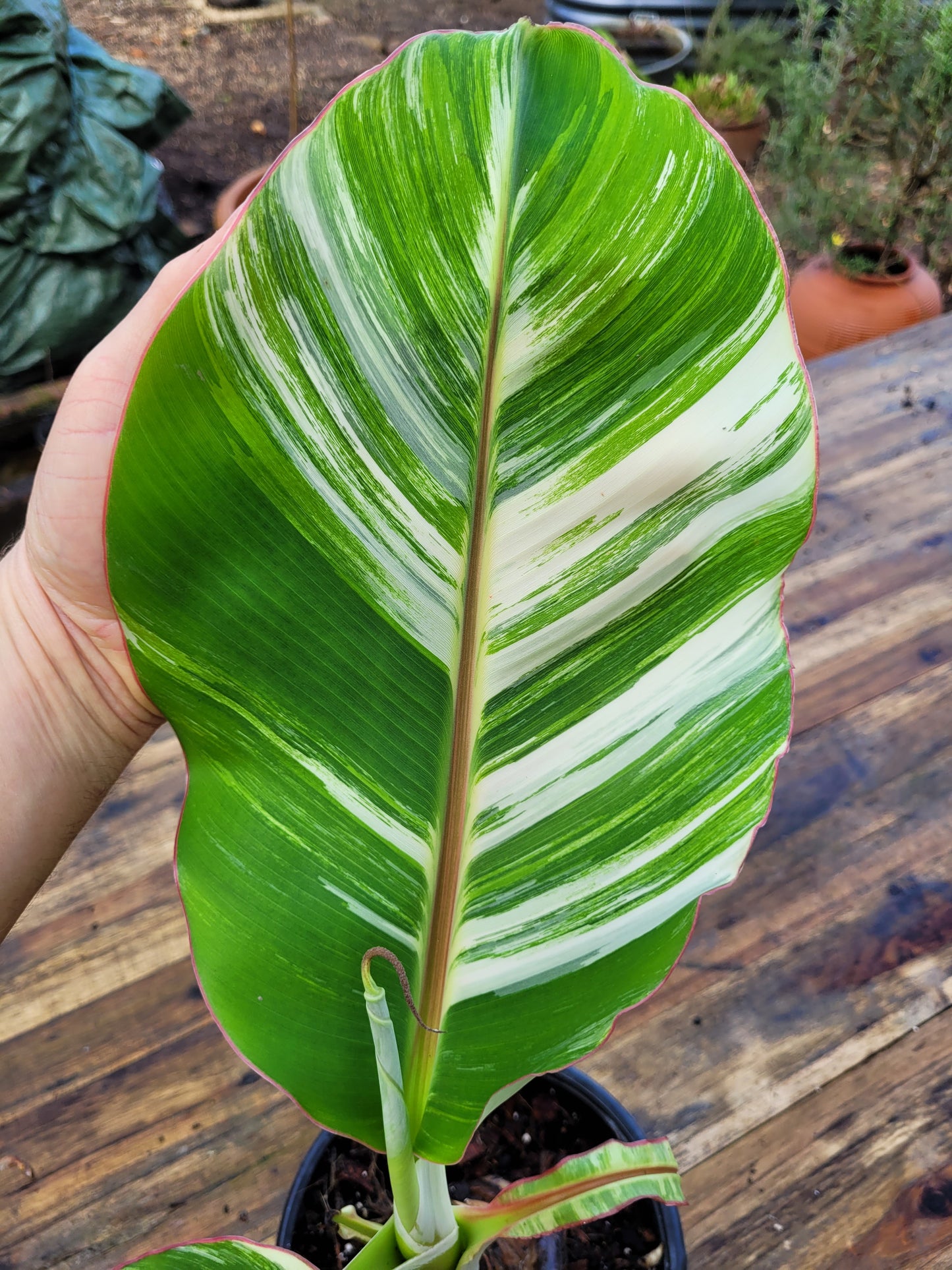 Musa variegata Samen Set