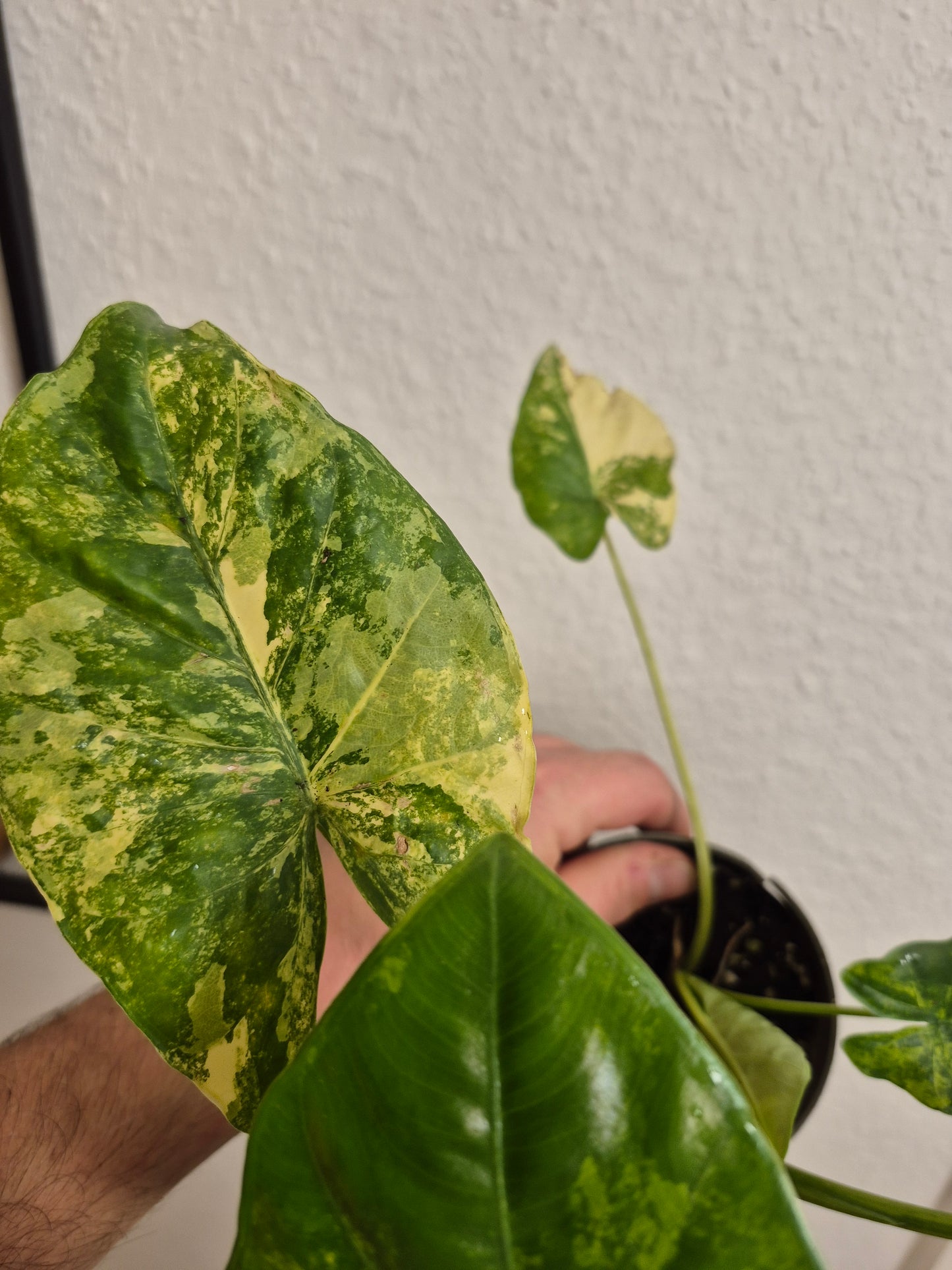 Alocasia Macrorrhizos Aurea variegata