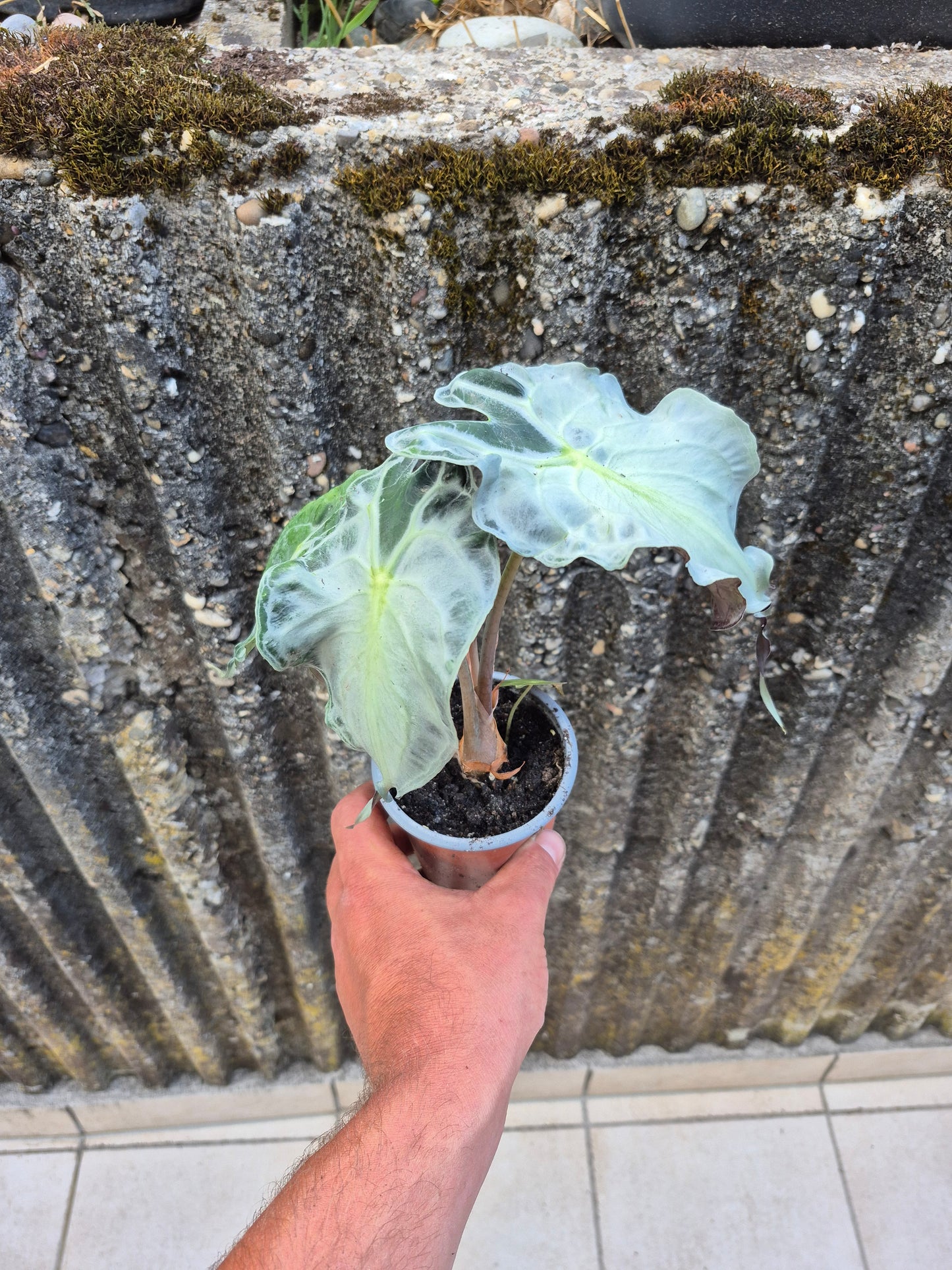 Alocasia Venom XL Pflanze 3