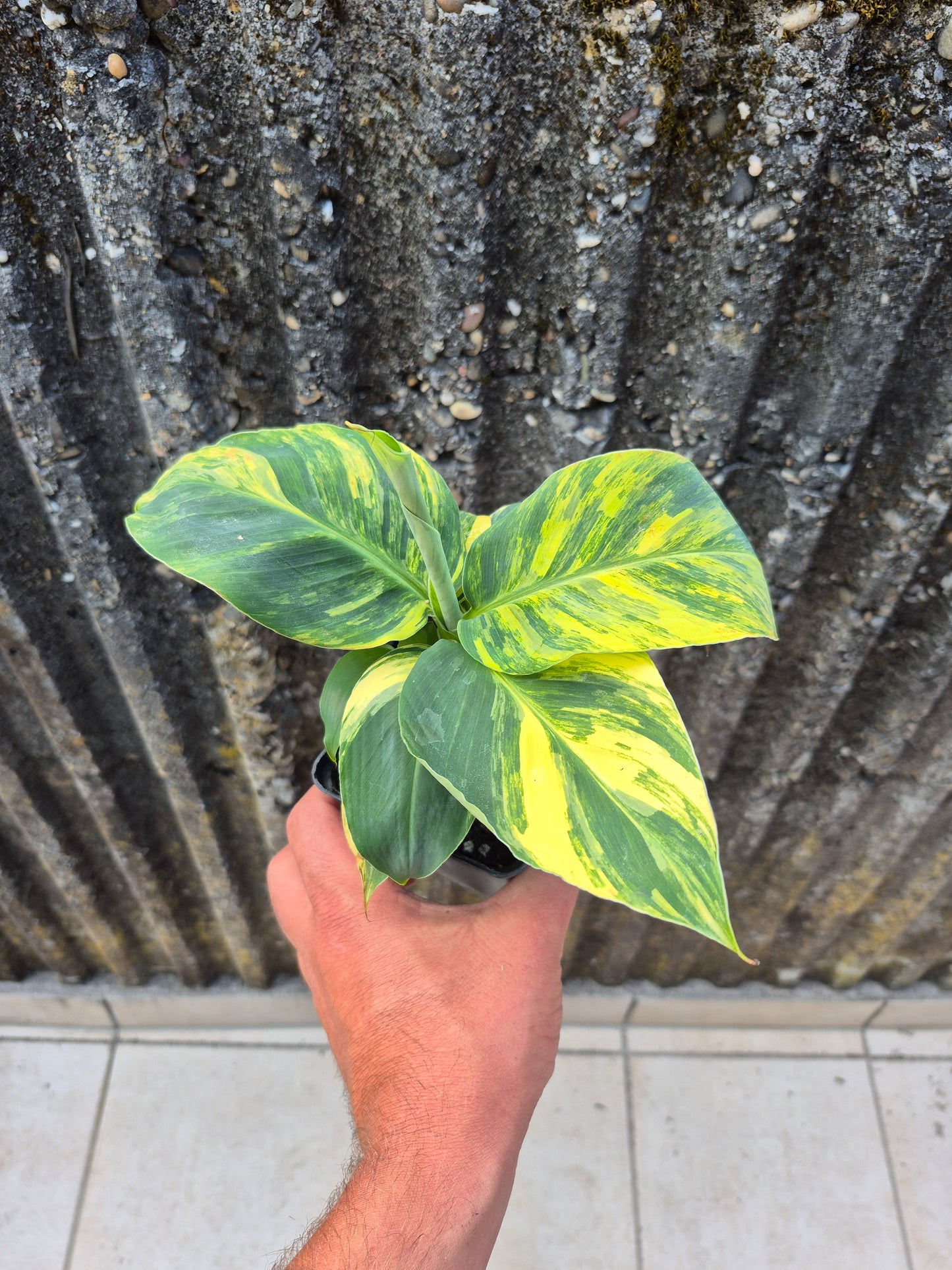 Musa dwarf cavedish variegata 1