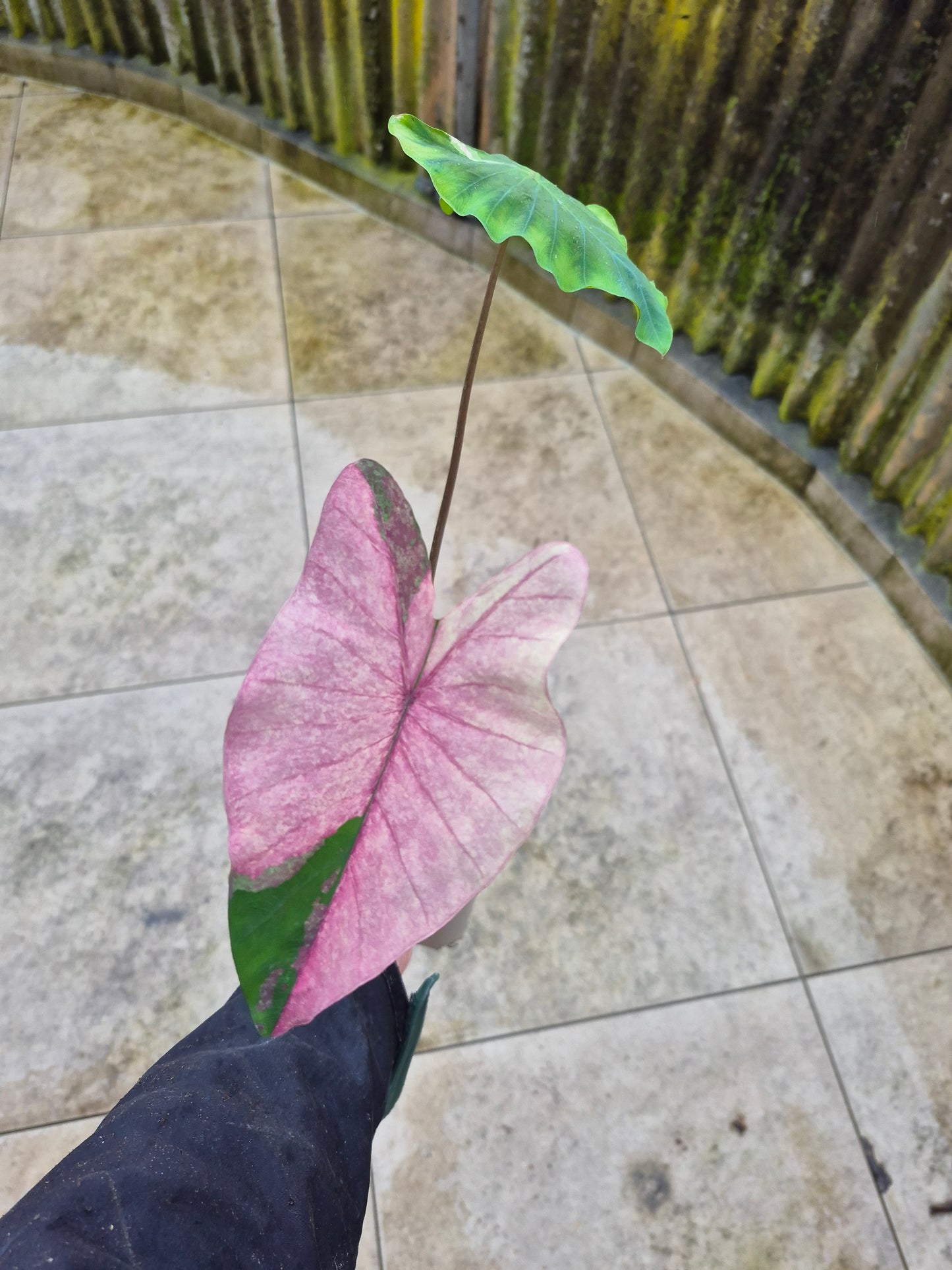 Colocasia Pink Splash