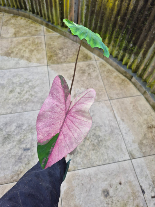 Colocasia Pink Splash
