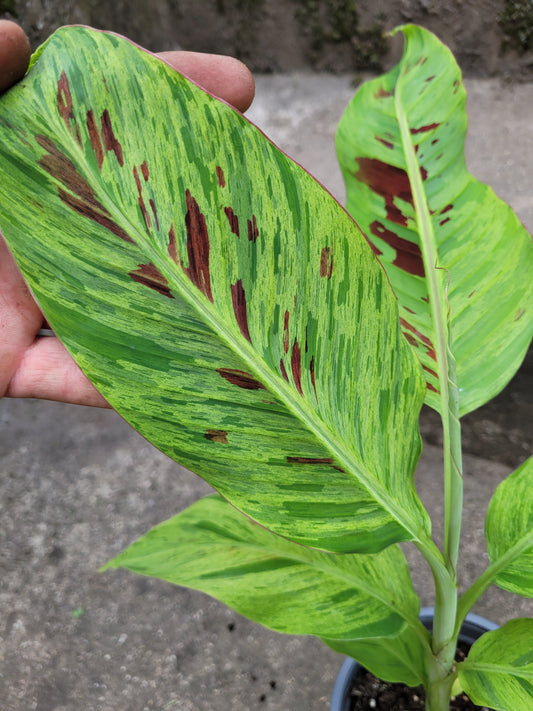Musa Mint variegata