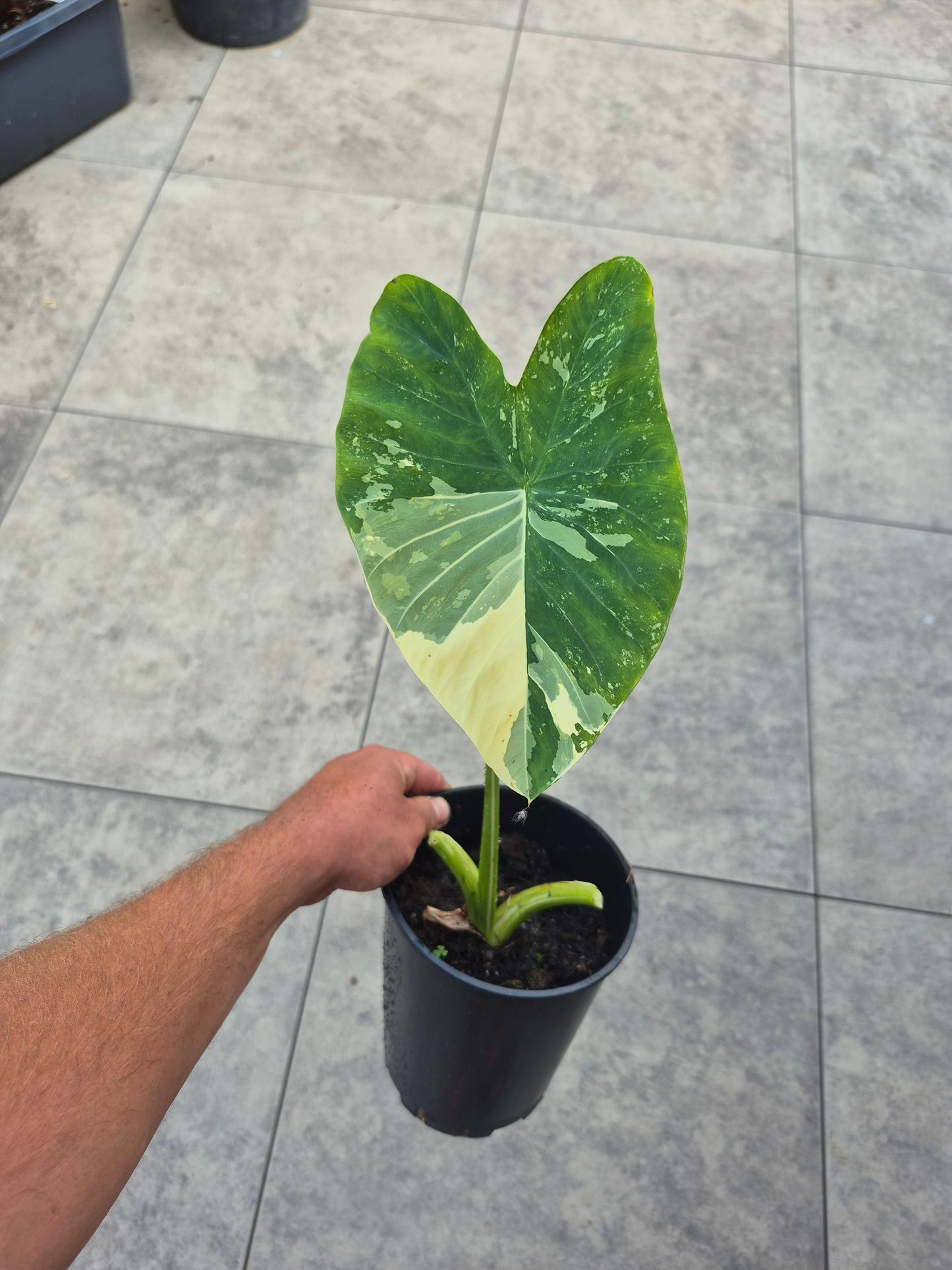 Colocasia Kwoh Pha-Yak
