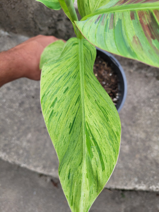 Musa acuminata  Mint variegata