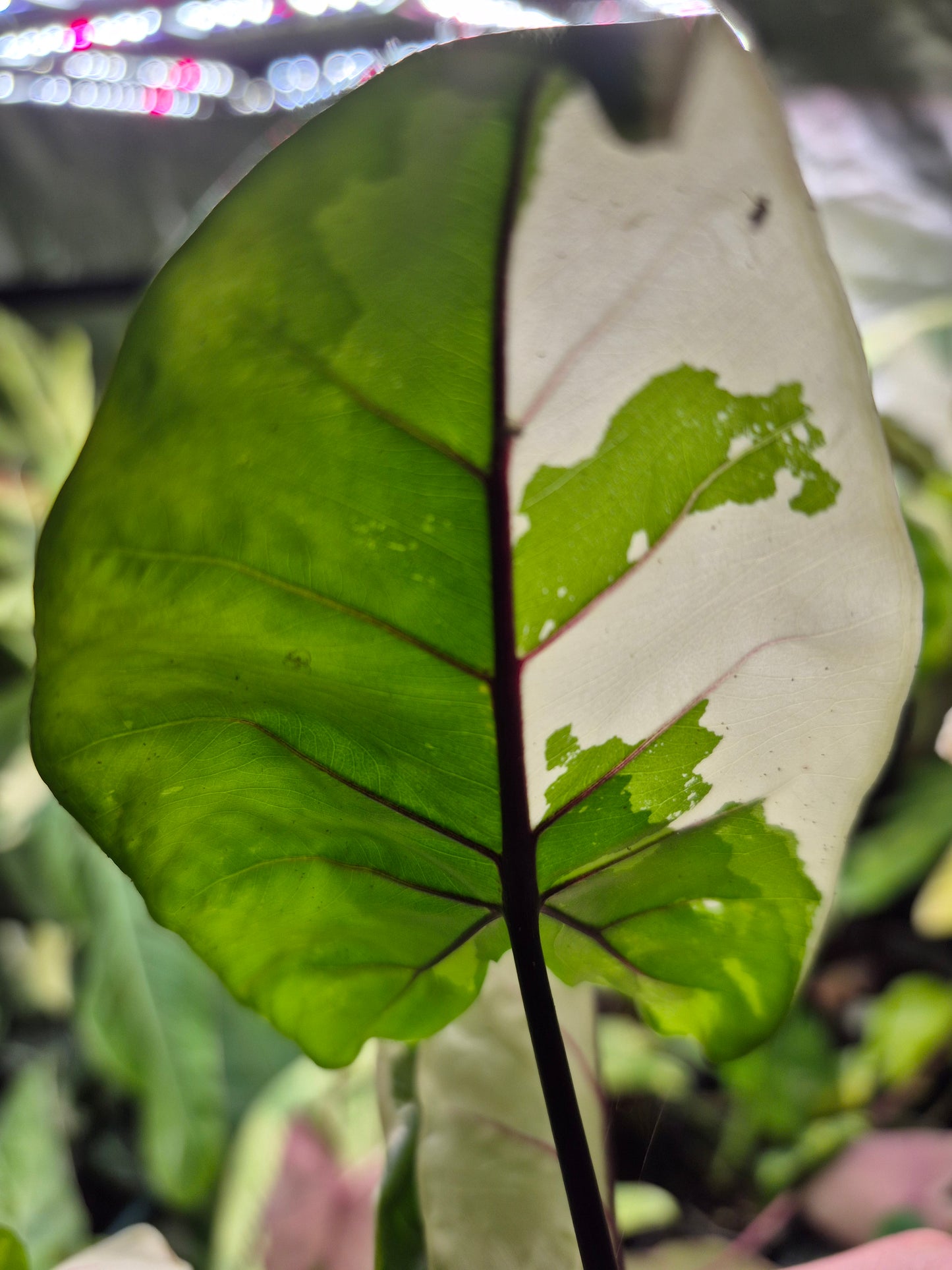 Alocasia Macrorrhizos Black Stem variegata 1 Rhizom