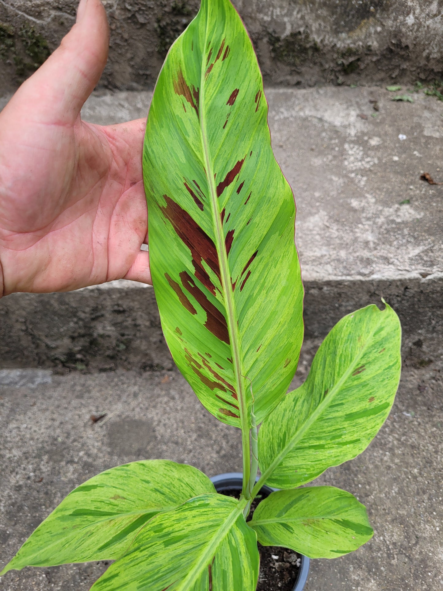 Musa Mint variegata