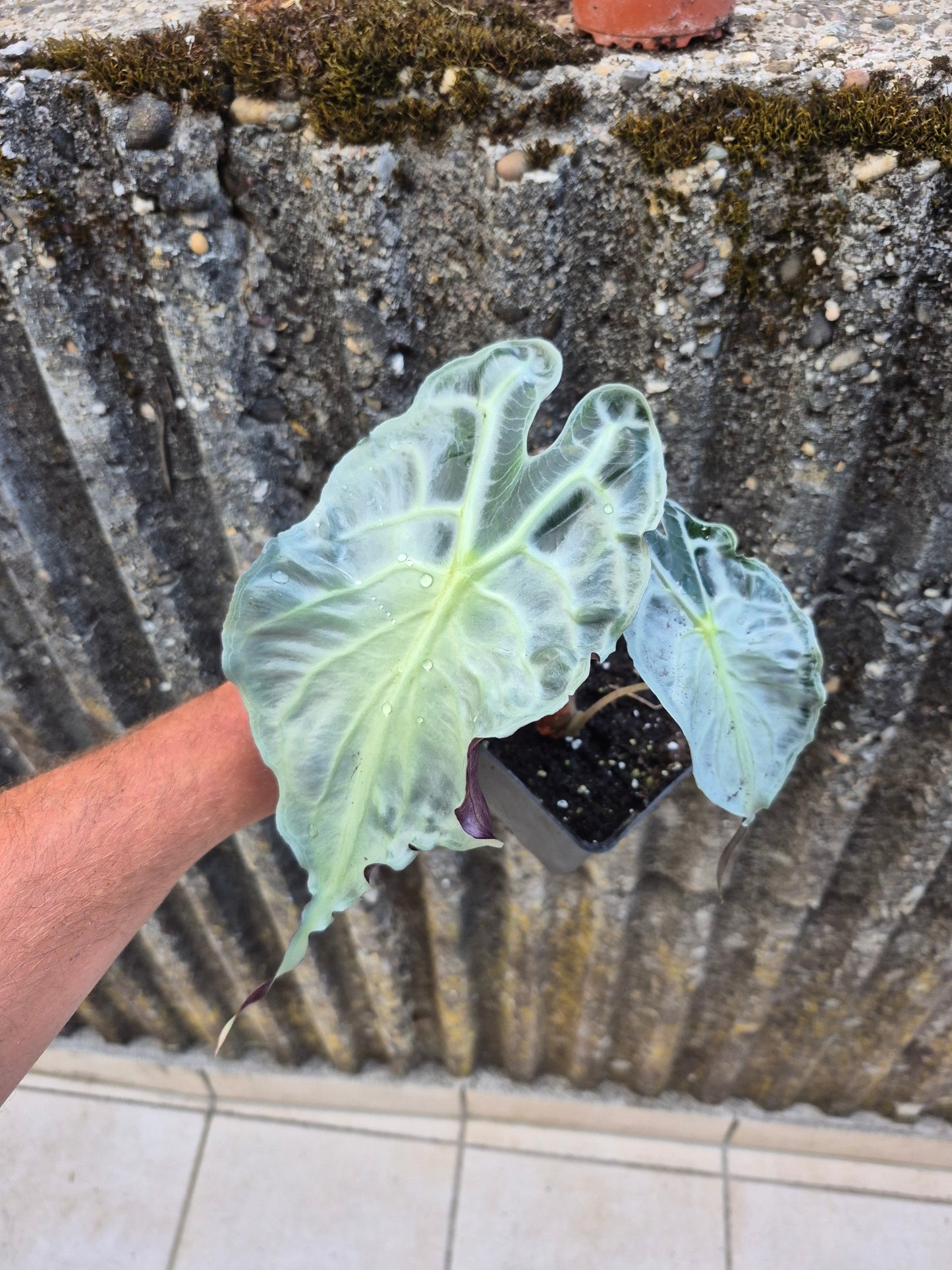 Alocasia Venom XL Pflanze 2