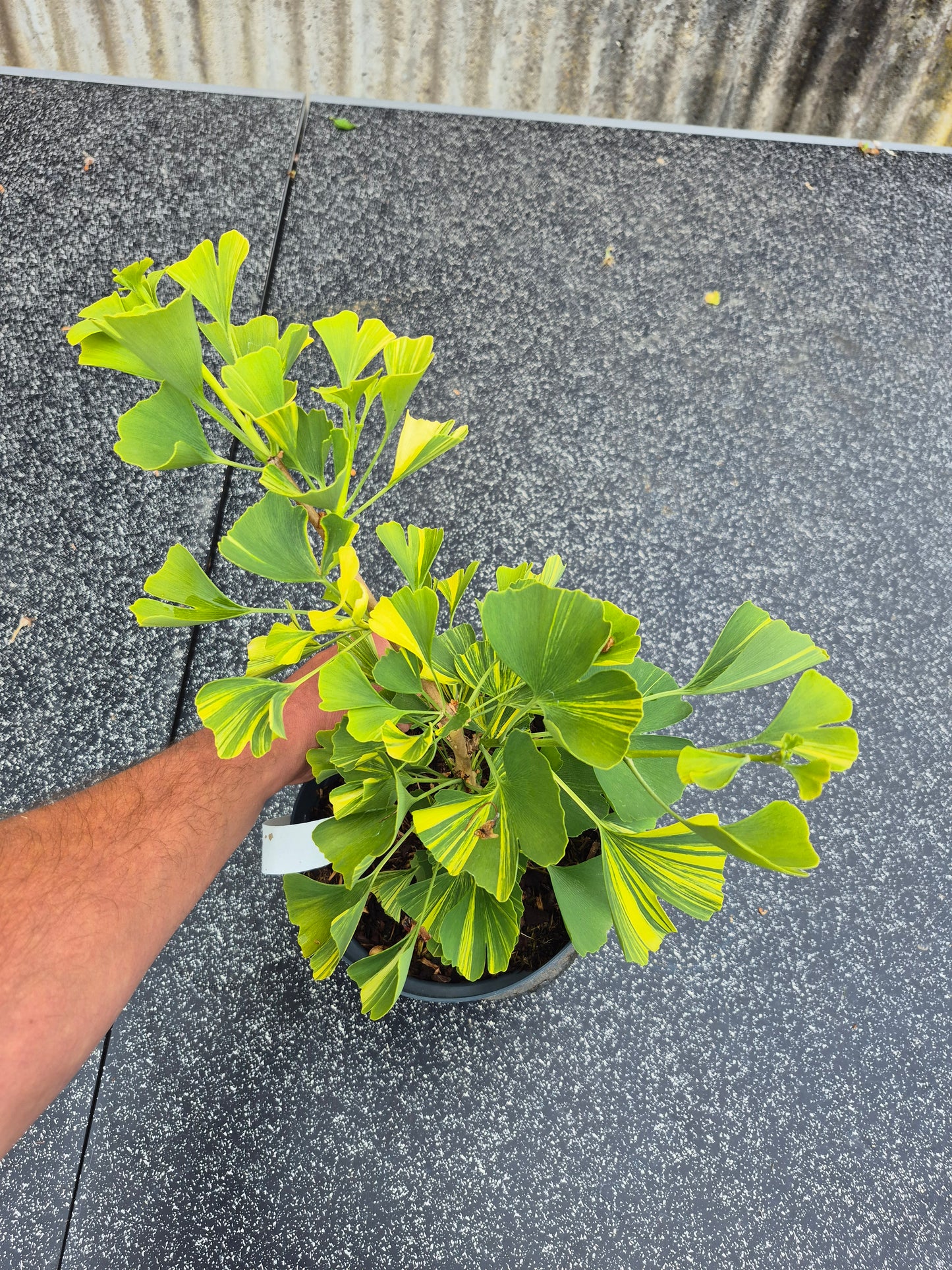 Ginkgo biloba Mellow Yellow