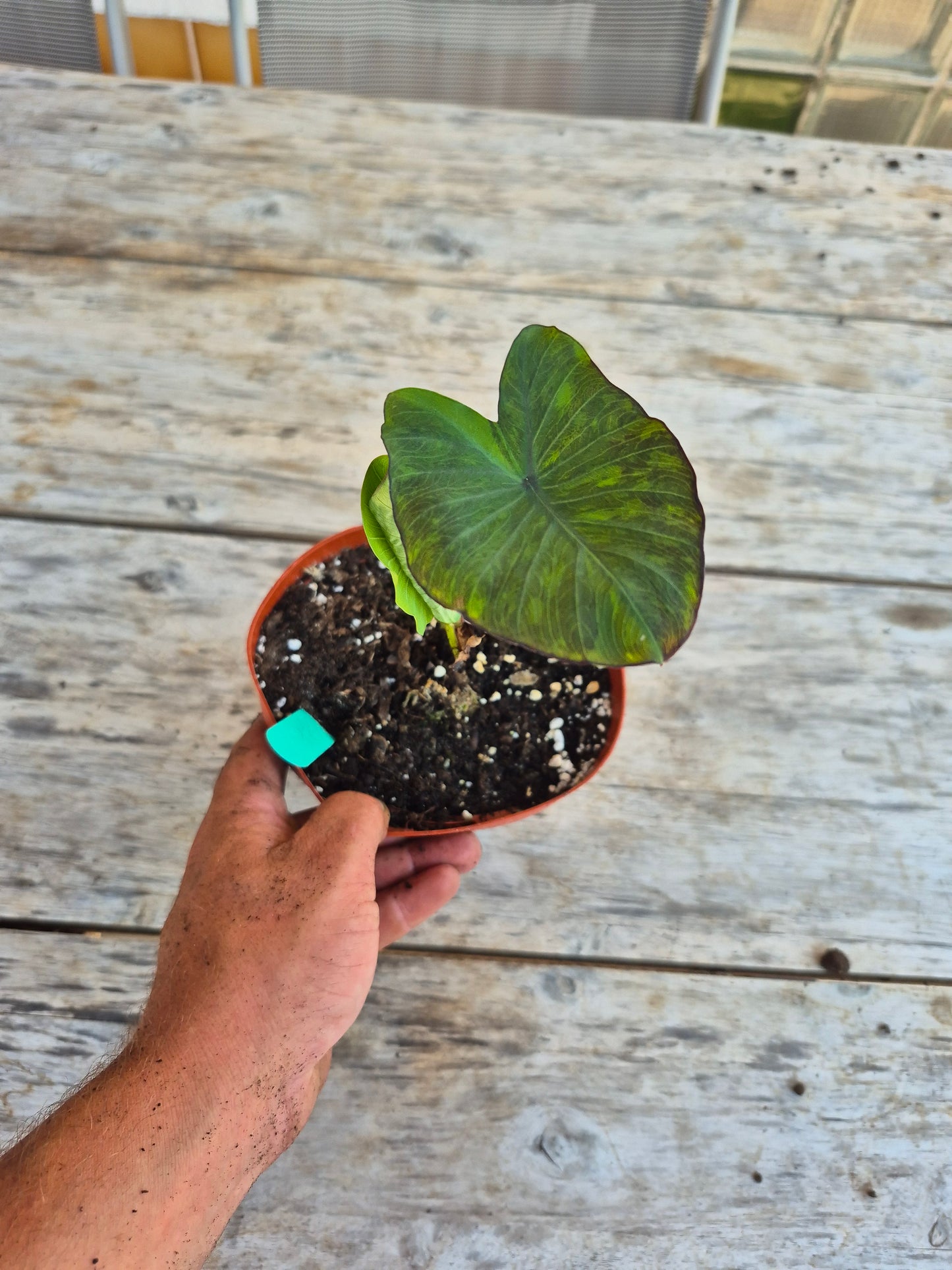 Colocasia Star Light