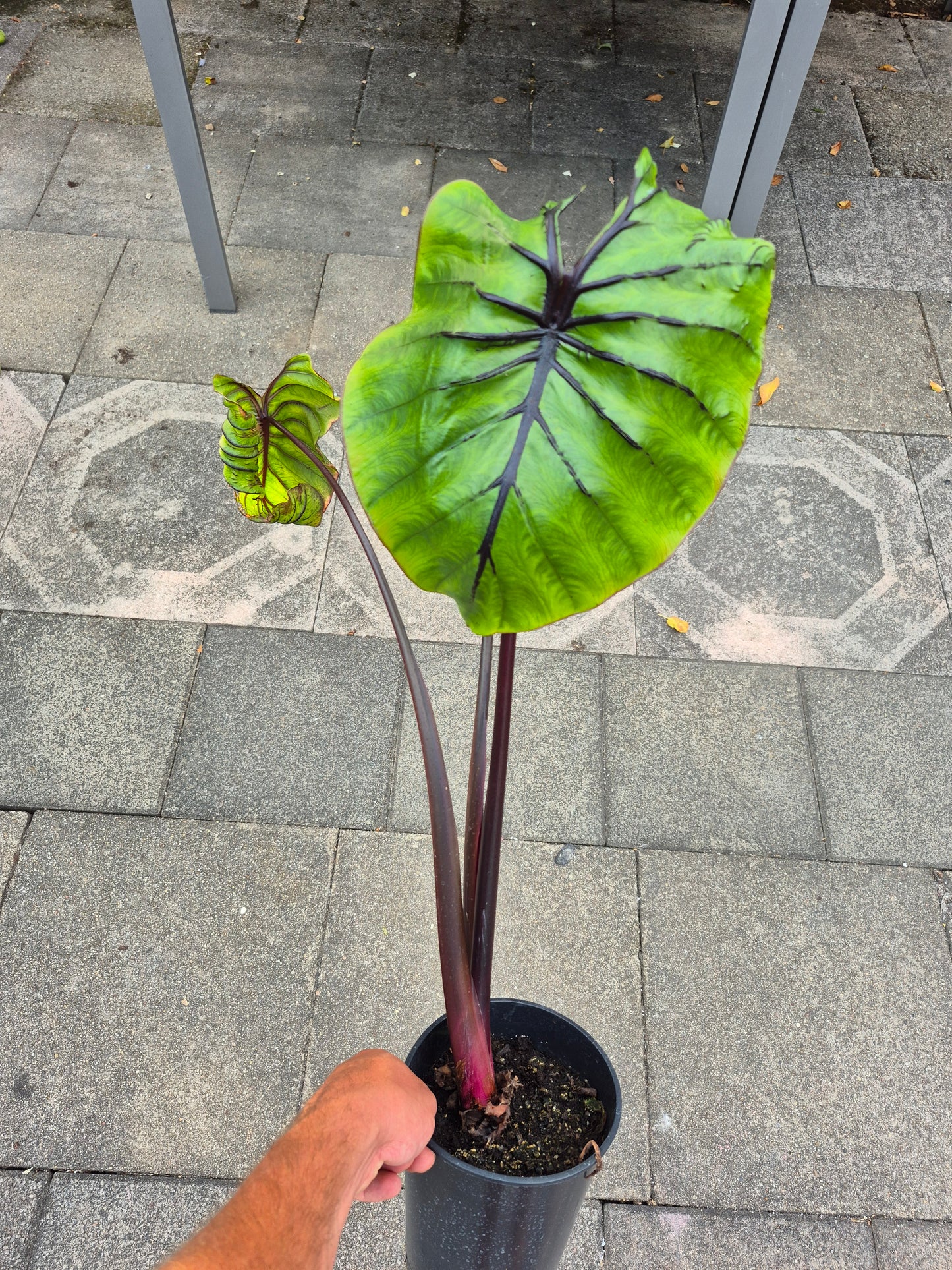 Colocasia PM