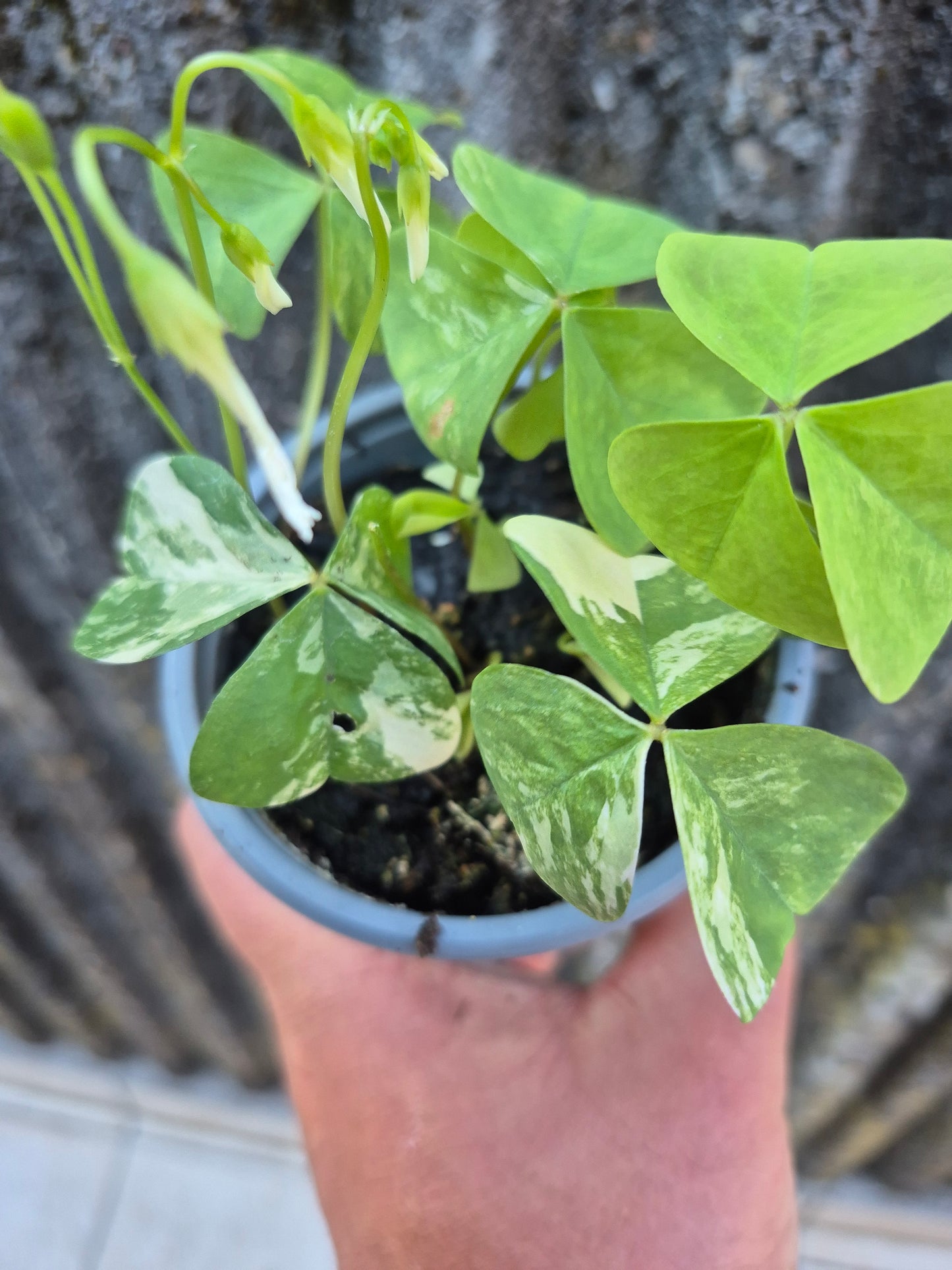 Oxalis triangularis Variegata weiß