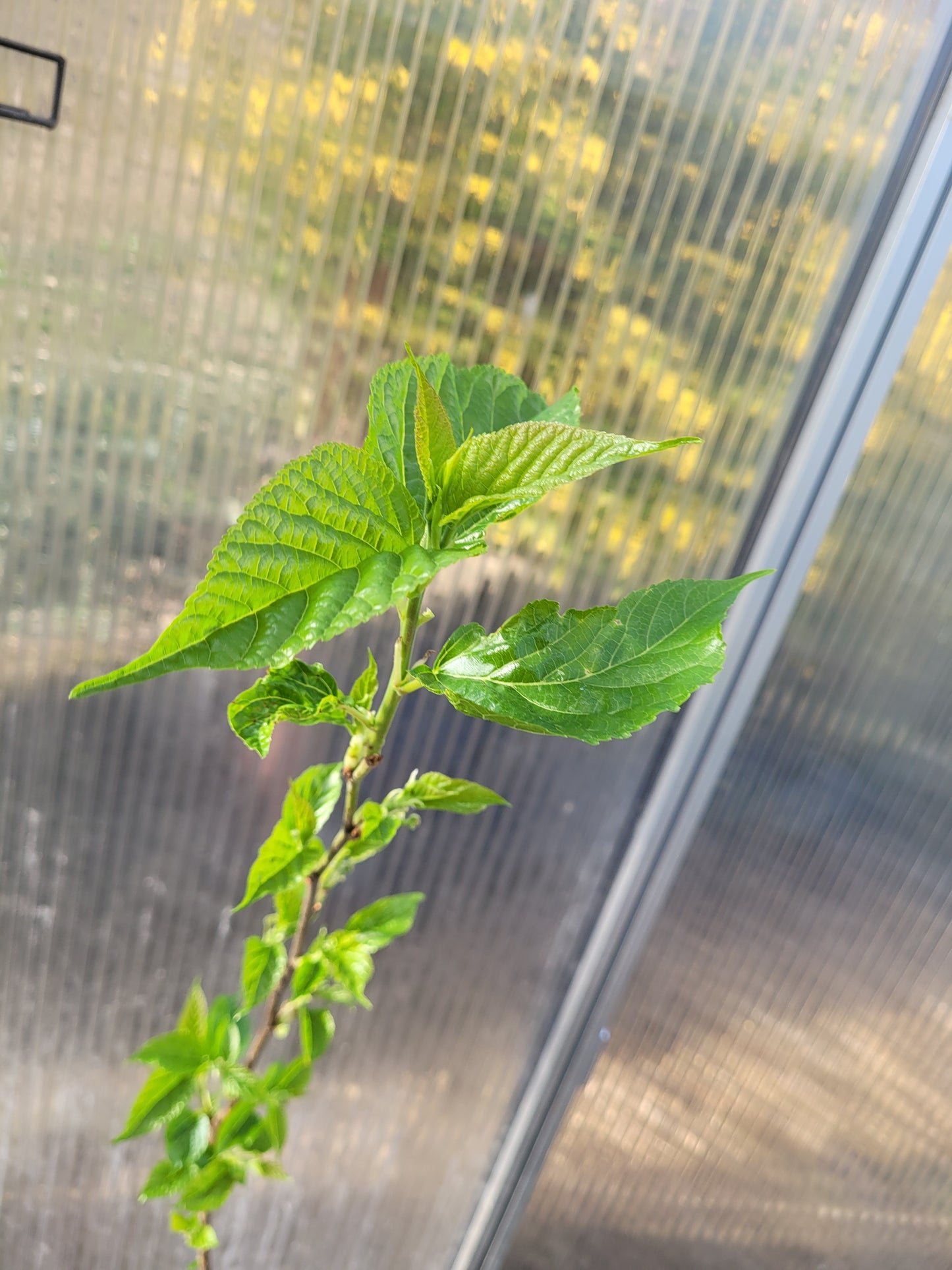 Weiße Maulbeere (Morus alba)