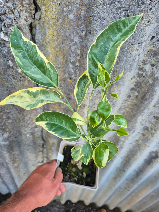 Citrus paradisii variegata