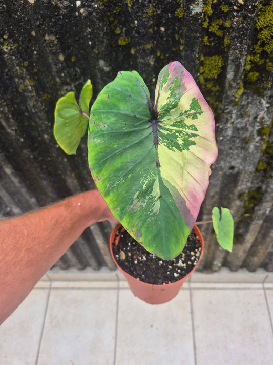 Colocasia PM Variegata Pink/weiß