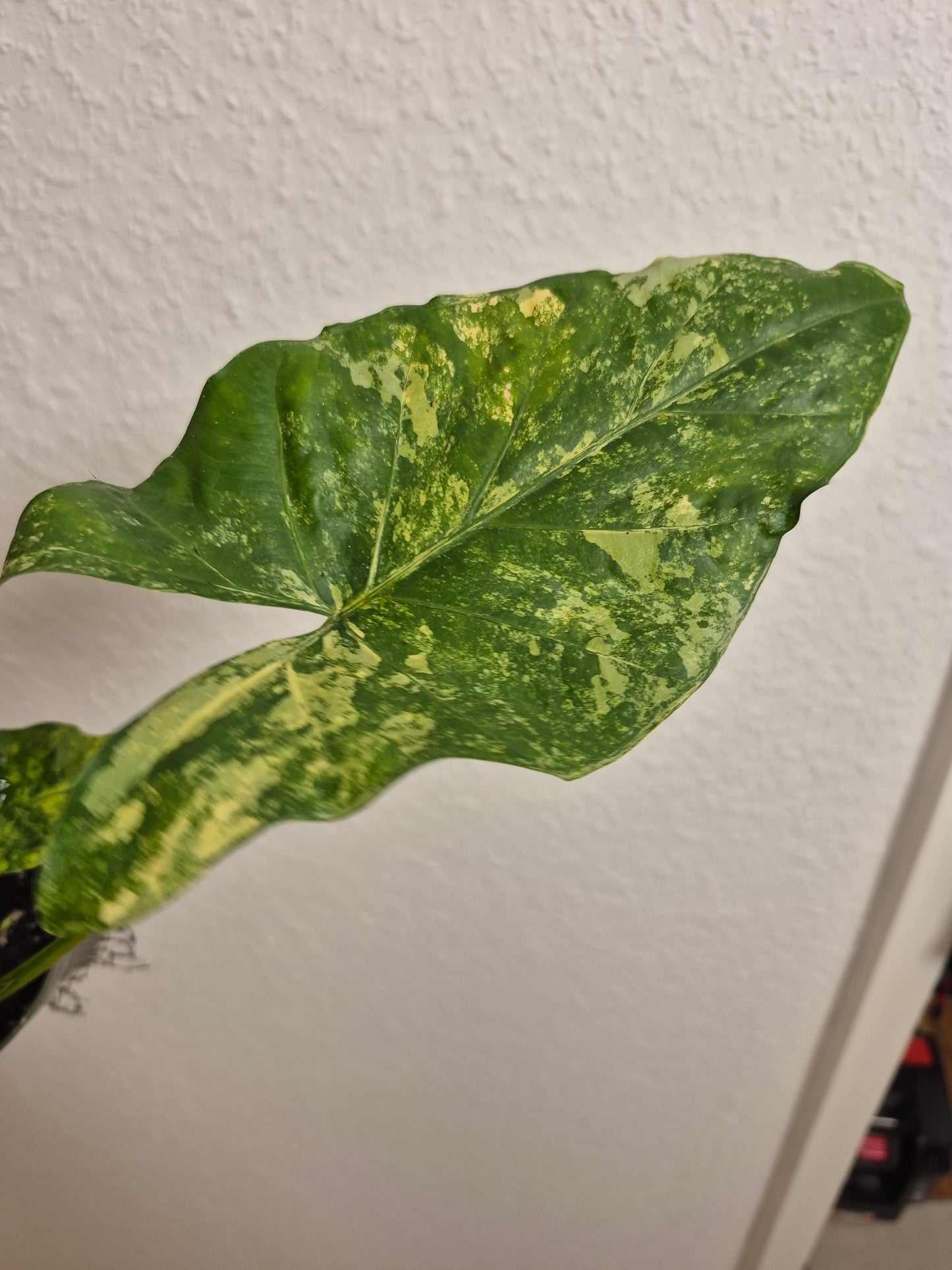 Alocasia Macrorrhizos Aurea variegata