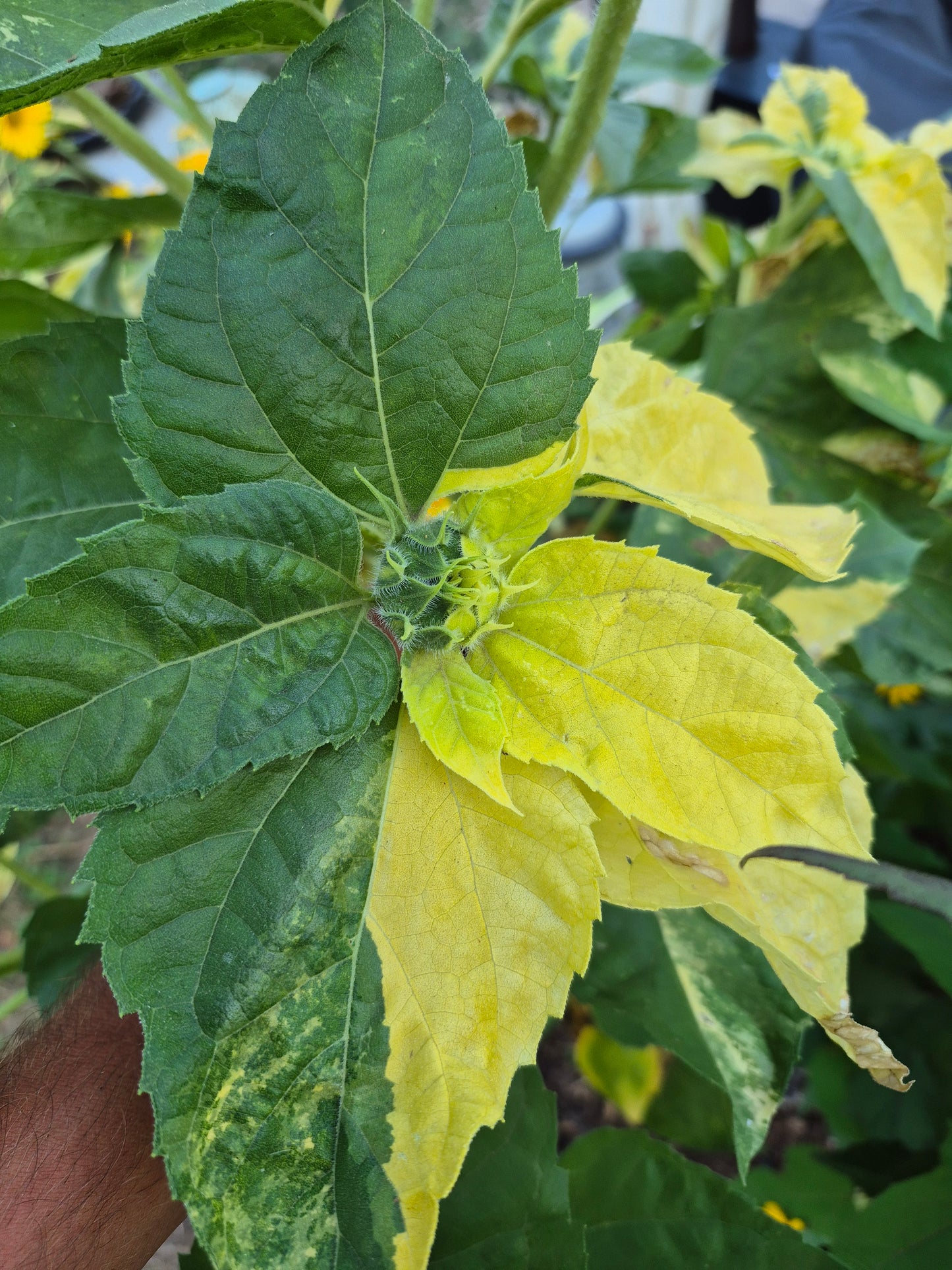 Sonnenblume variegata 12 Samen