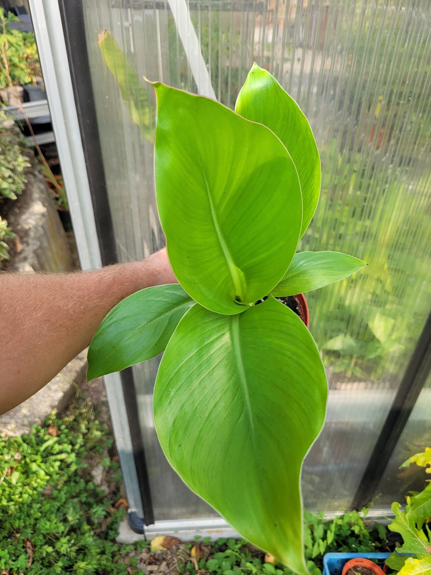 Ensete ventricosum Red Stripe 1 Pflanze