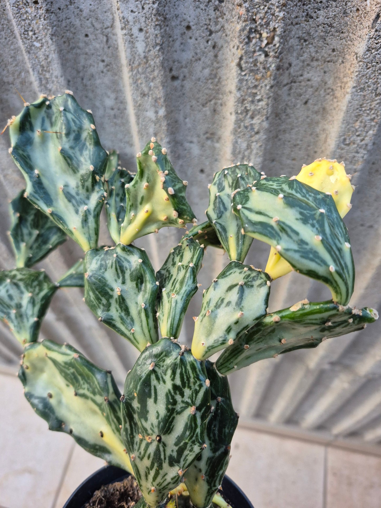 Opuntia Jamaicensis Variegata 1 Steckling