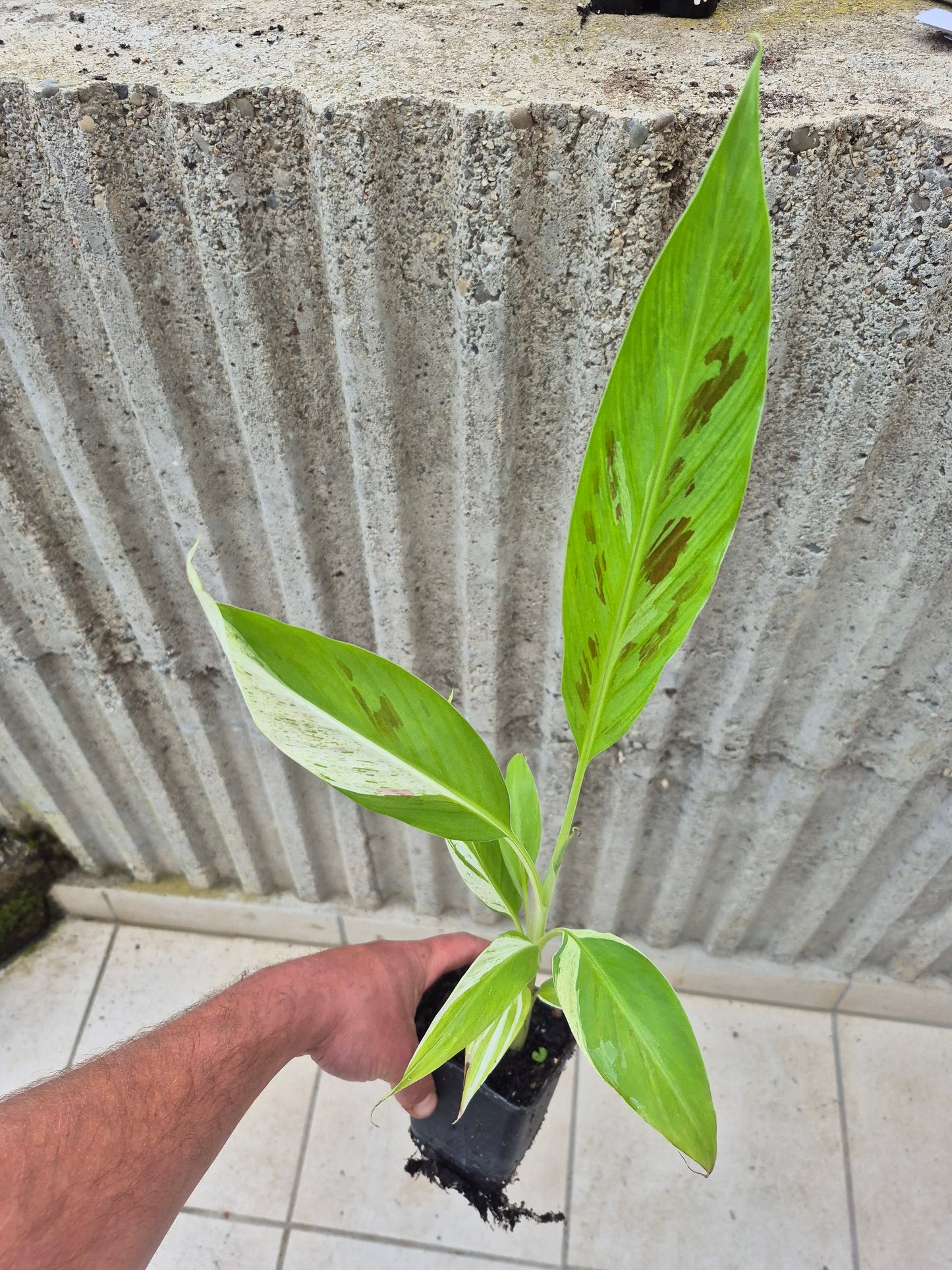 Musa tricolor variegata