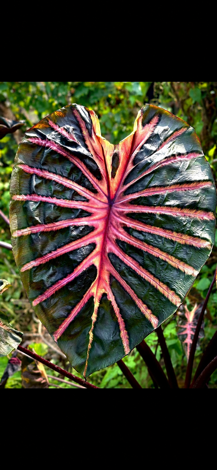 Colocasia Psylocke