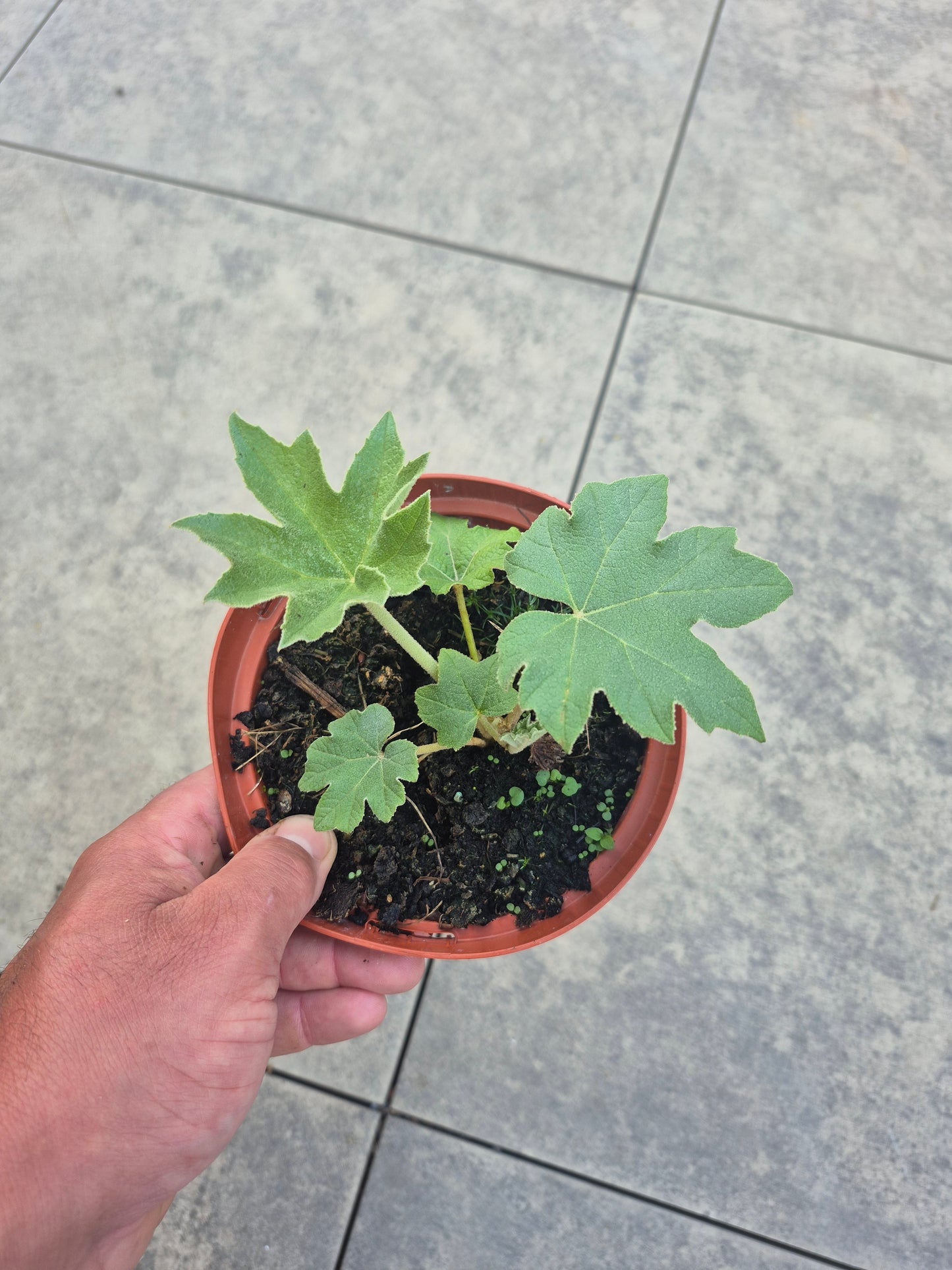 Tetrapanax papyrifer