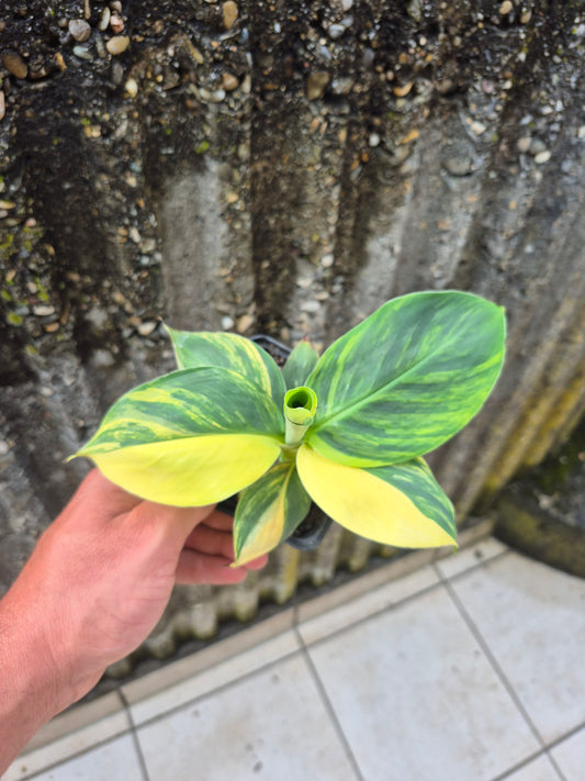 Musa dwarf cavedish variegata 2