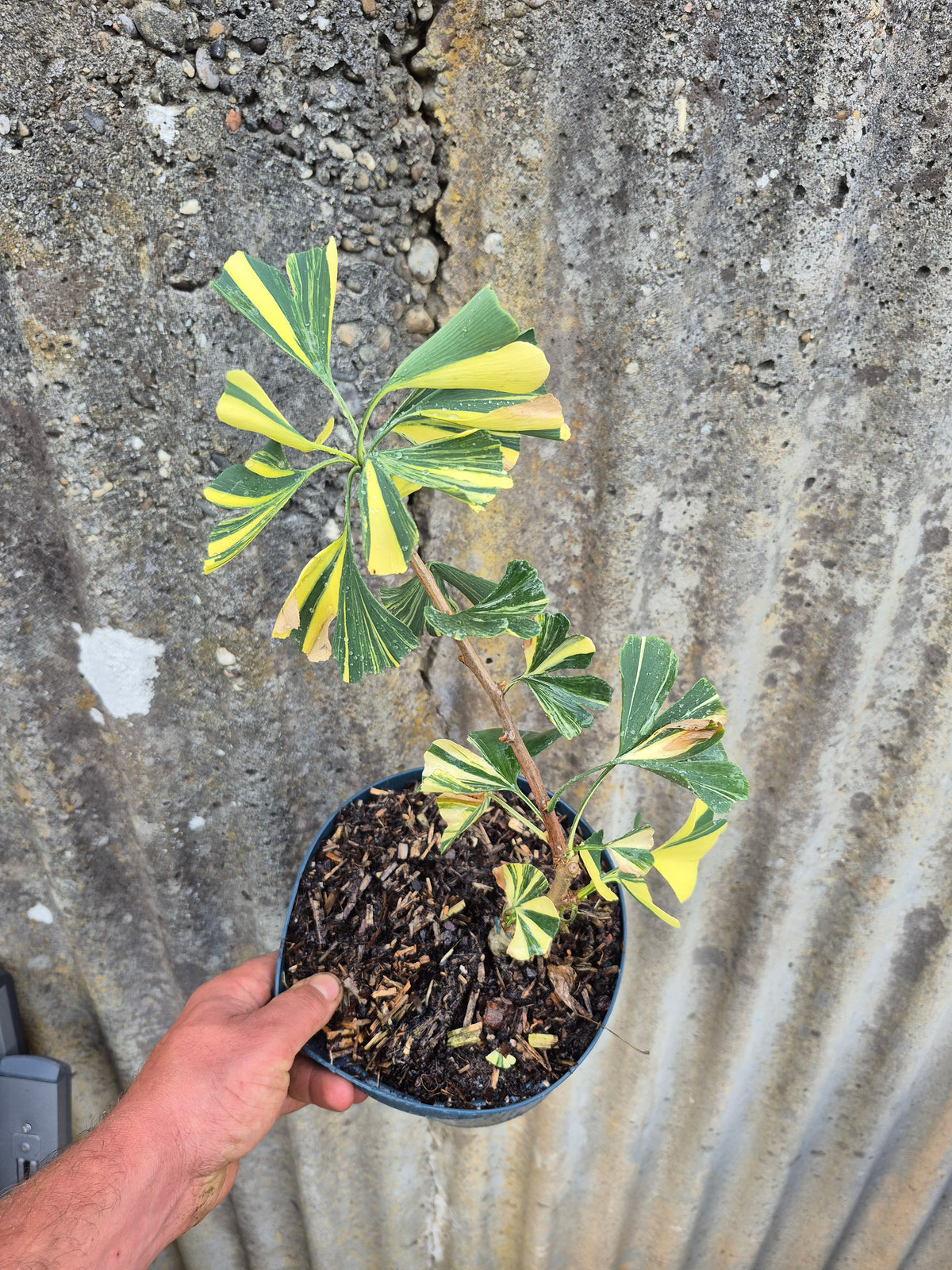 Ginkgo biloba Mellow Yellow