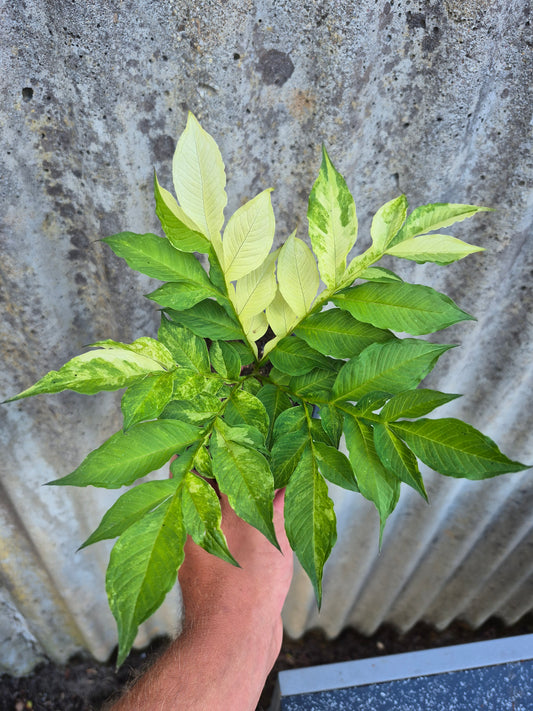 Amorphophallus konjac Variegata