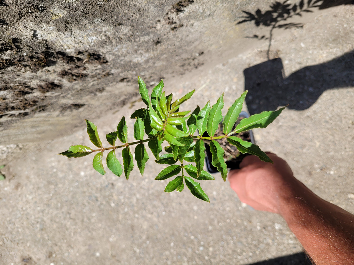 Szechuanpfeffer 1 Pflanze (Zanthoxylum piperitum)